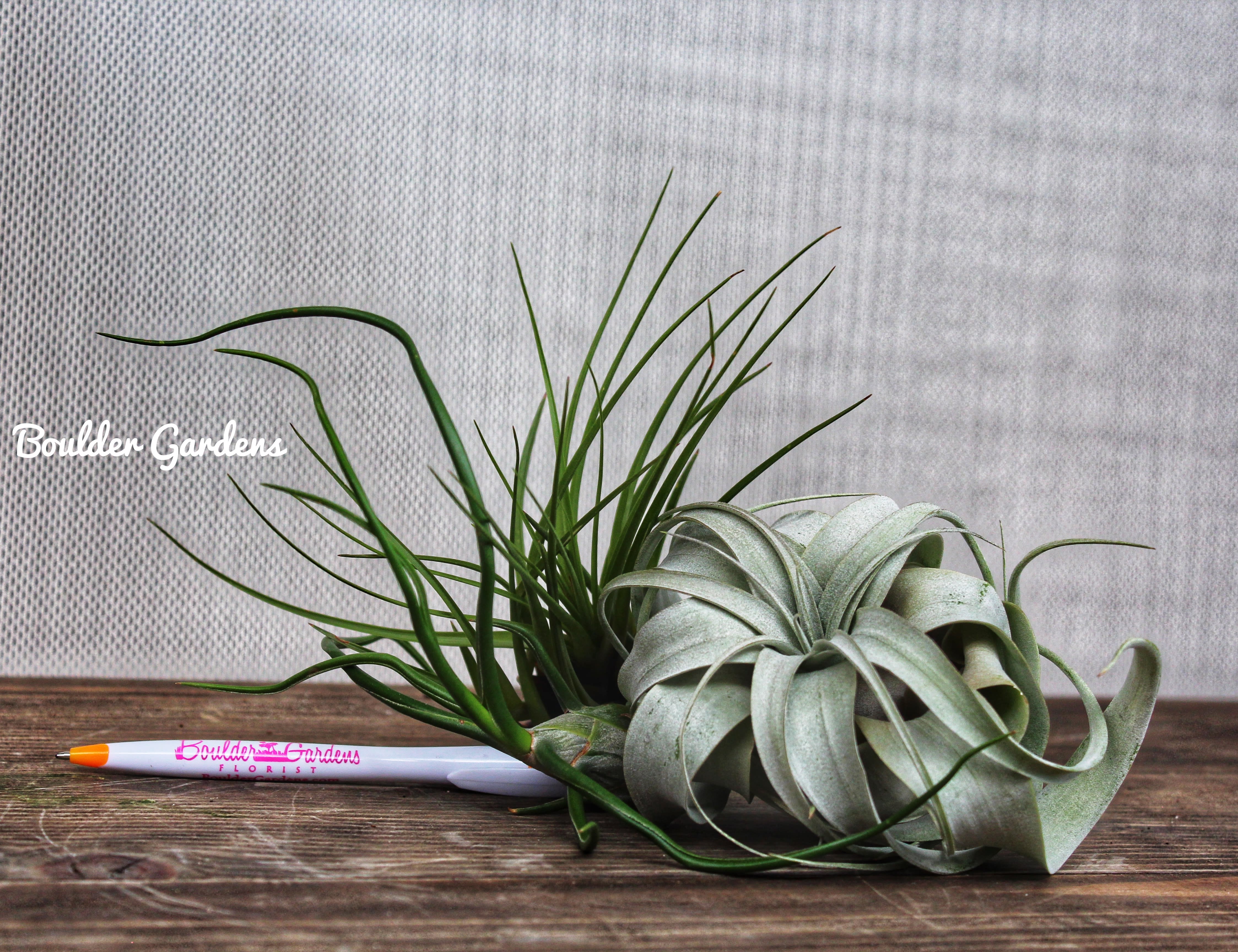 Air plant arrangement with long green leaves on a wooden surface