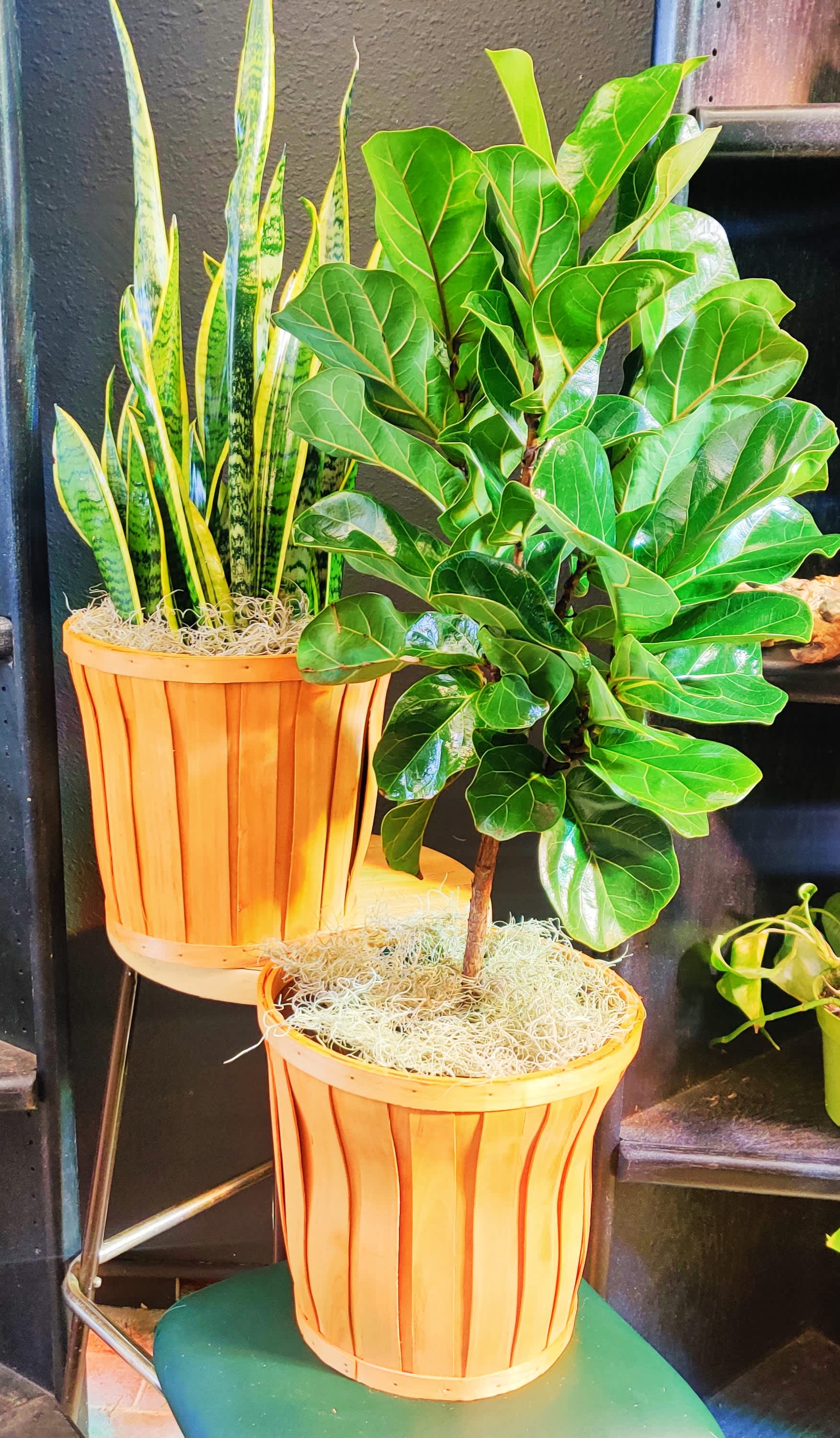 Two potted houseplants in wooden baskets, including a snake plant and a fiddle leaf fig