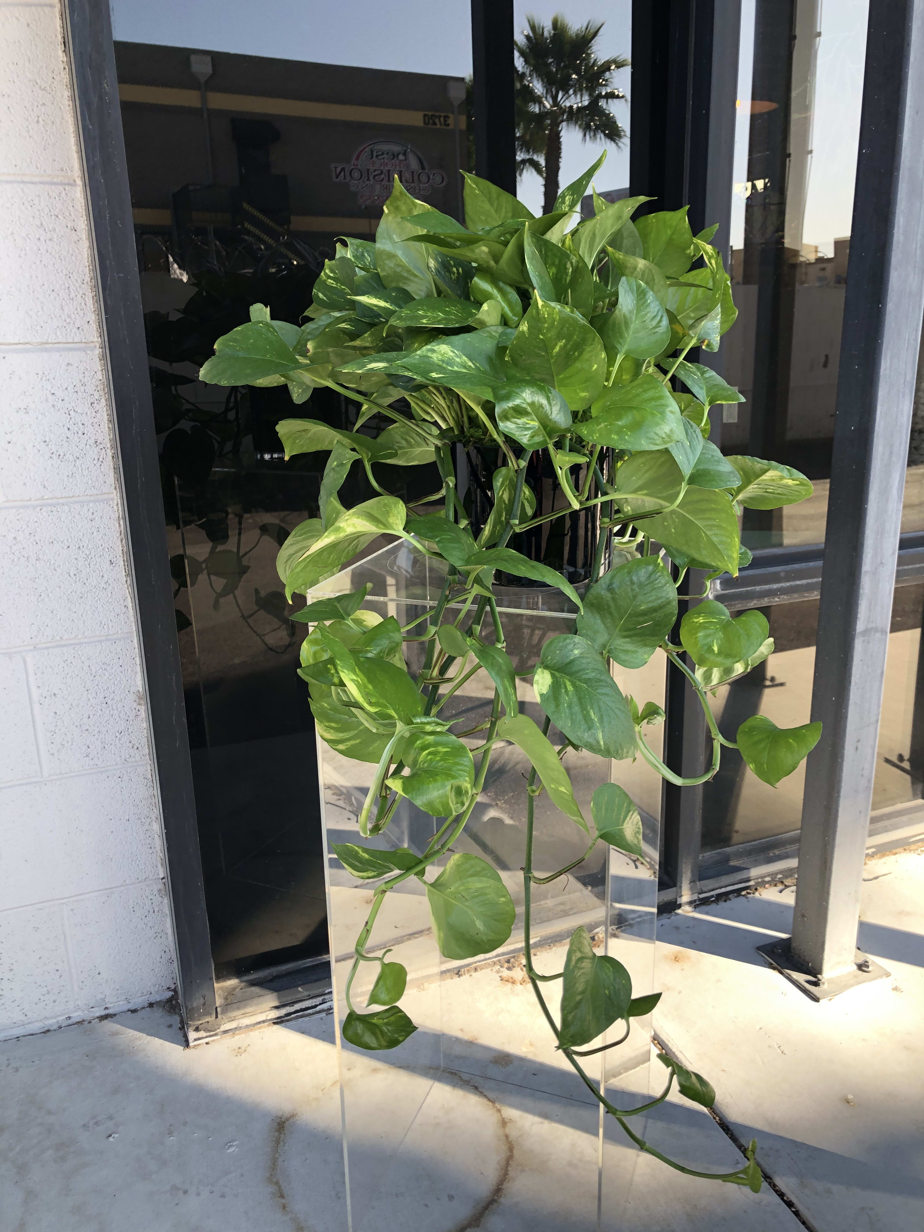 Trailing pothos plant in a clear acrylic pedestal stand