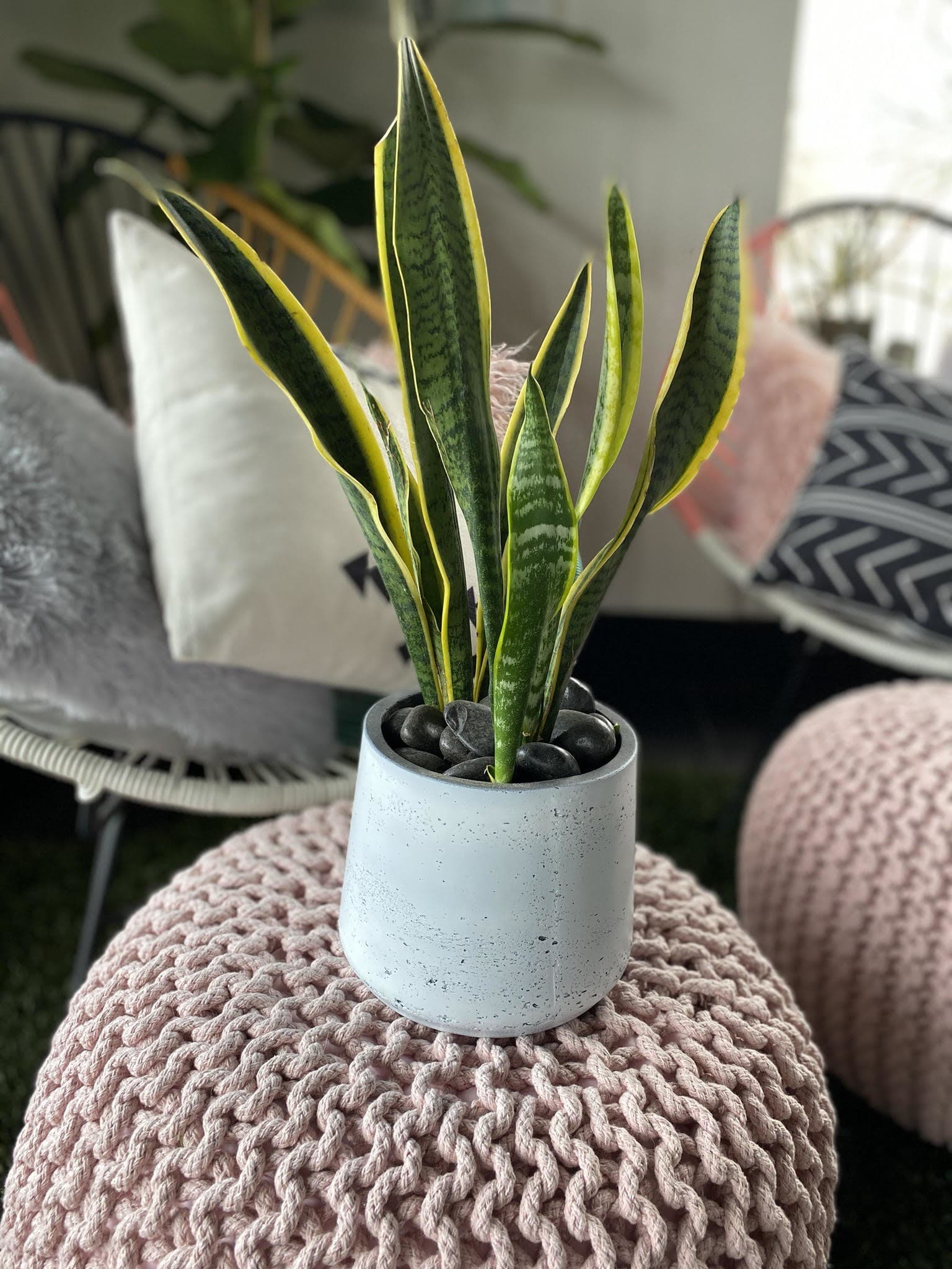 Potted snake plant in a white ceramic pot with black stones