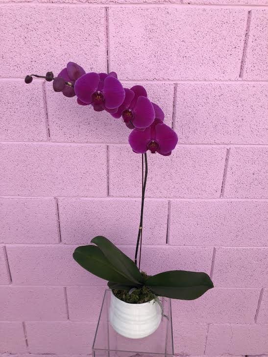 Purple orchid plant in a white pot