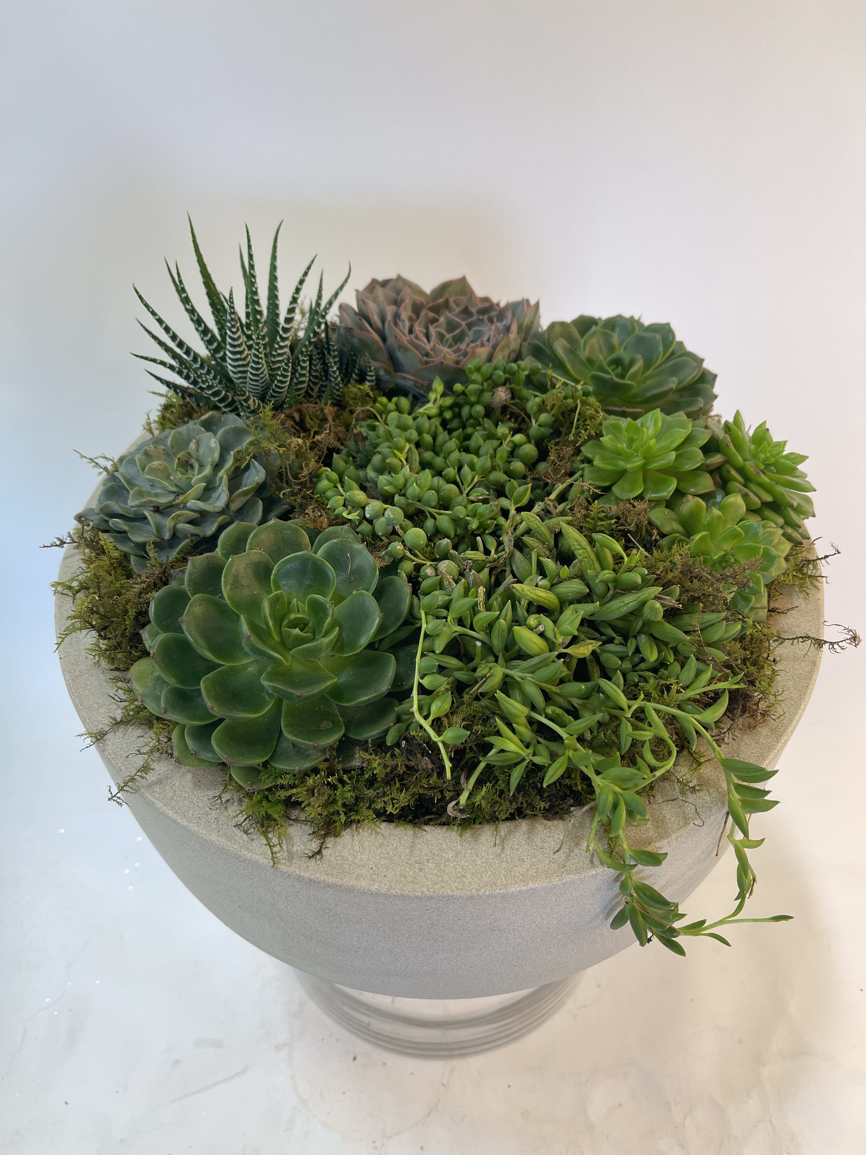 Round succulent arrangement in a gray planter