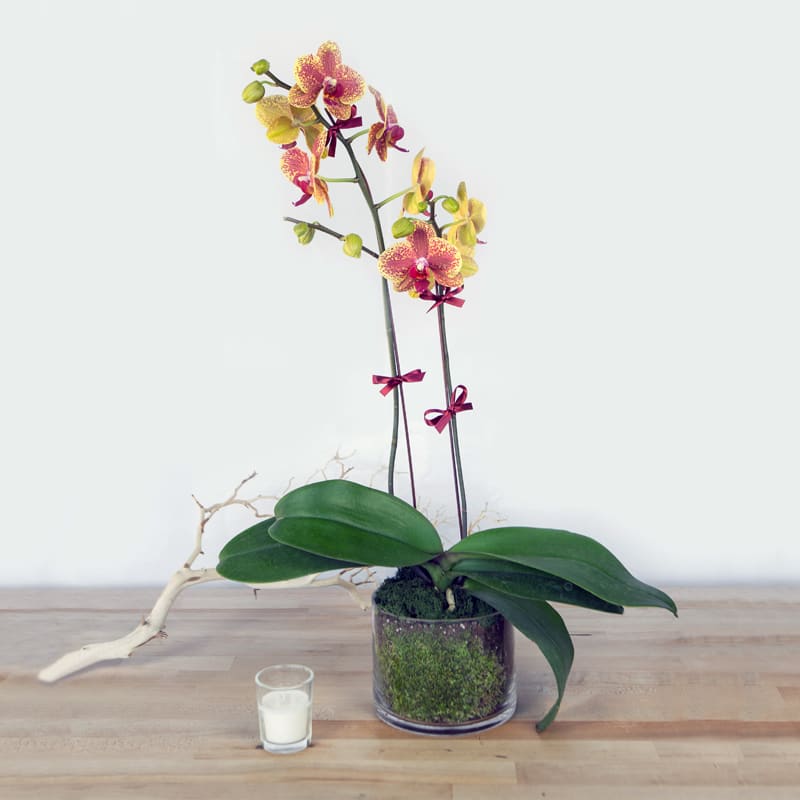 Potted orchid plant with pink and yellow blooms in a glass container