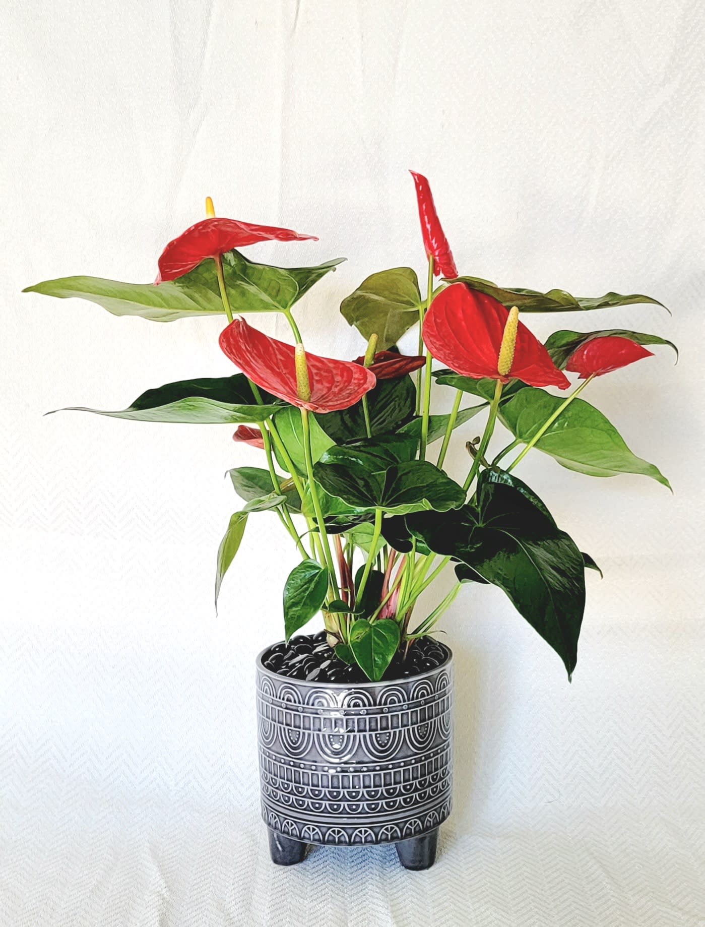 Potted anthurium plant with red blooms in a decorative black planter
