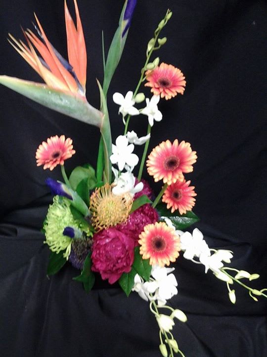 Tropical fun - Mixture of colors that would blend in with any warm, tropical setting. This modern styled arrangement has bird of paradise, pin cushion, gerbera daisies, orchids, ect