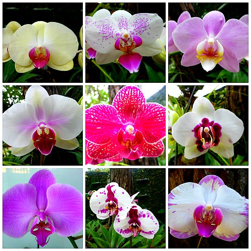 Collage of colorful orchid blooms in white, pink, and purple.