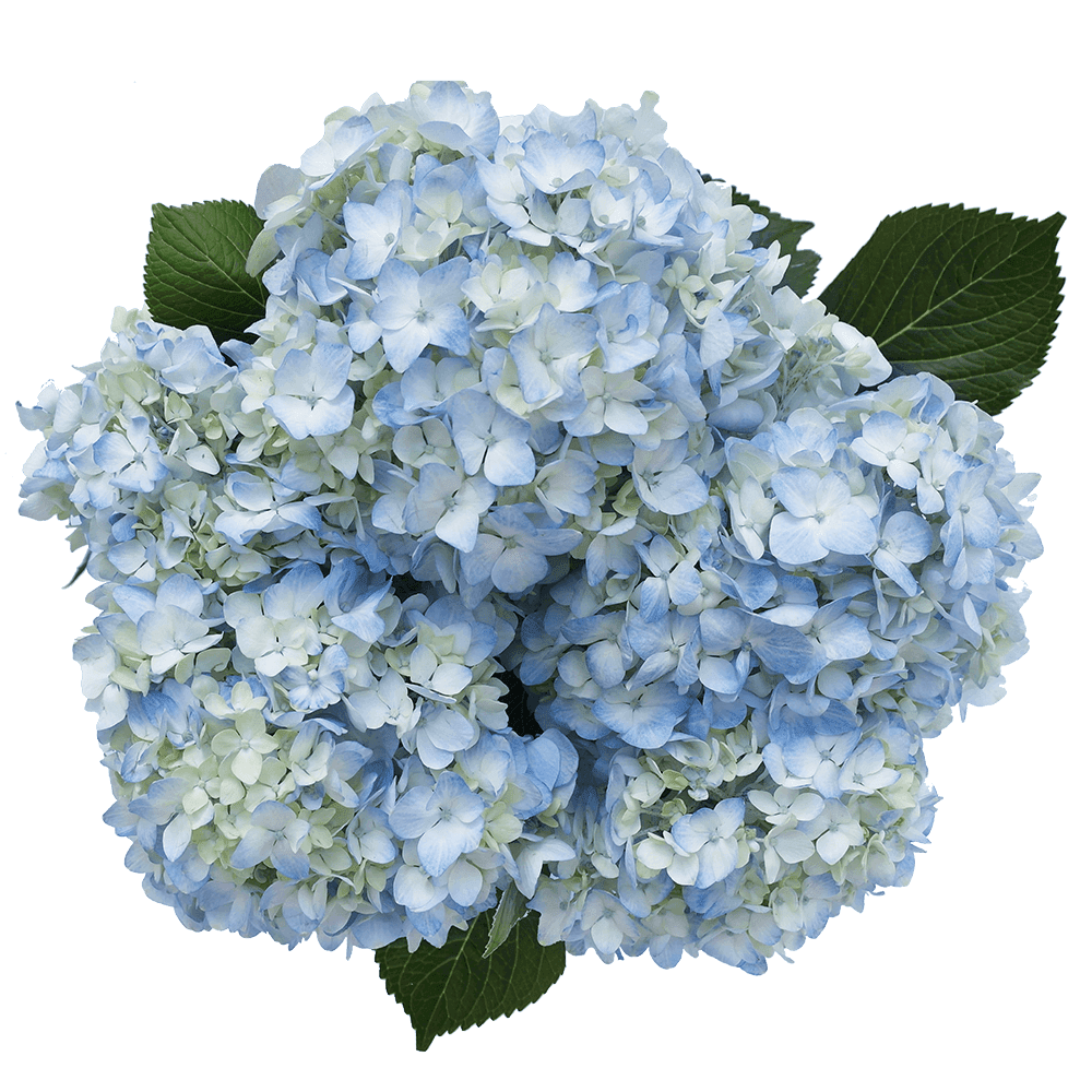 Cluster of pale blue hydrangea blooms with a few dark green leaves