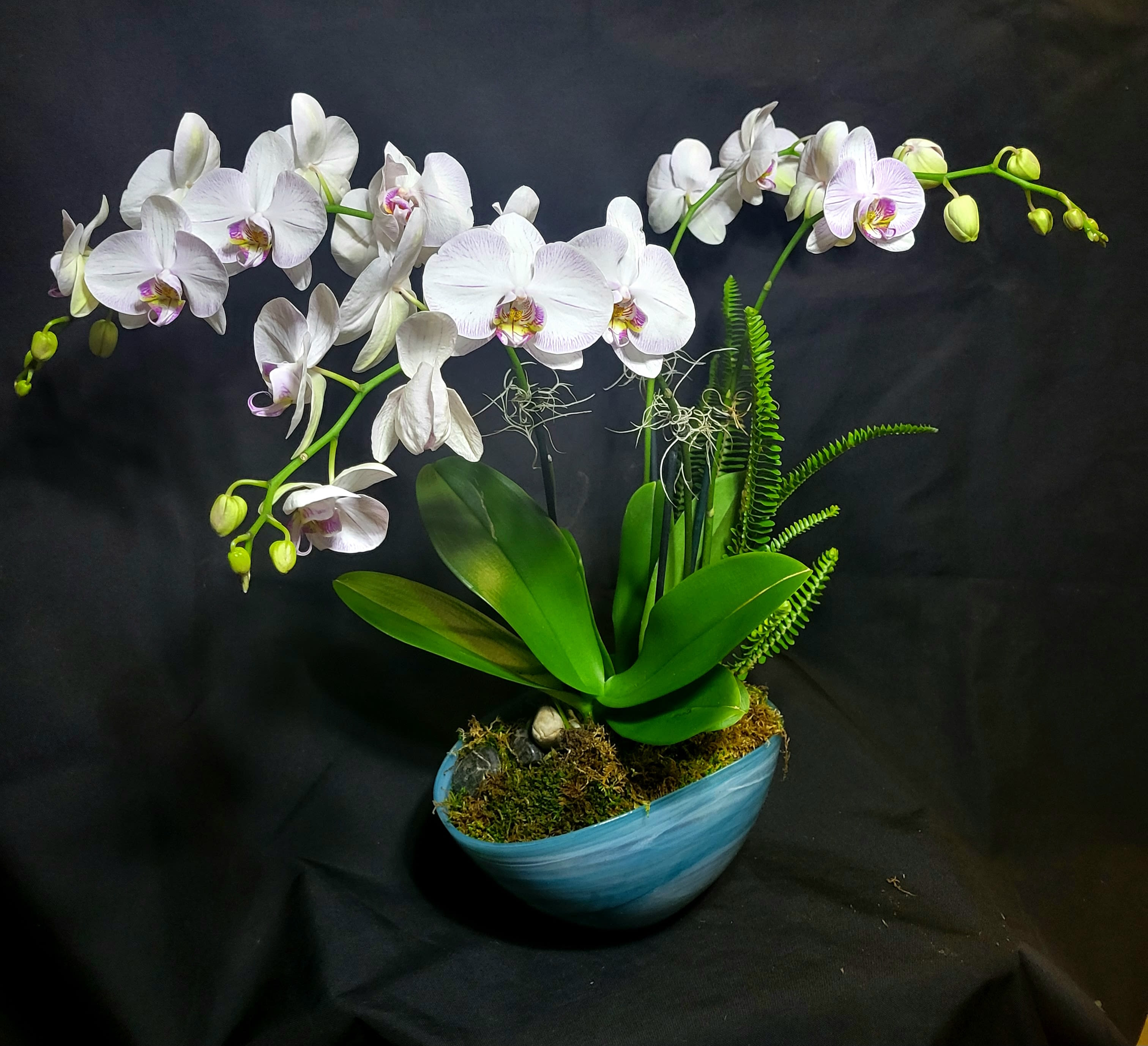 White phalaenopsis orchid plant with buds and foliage in a blue bowl