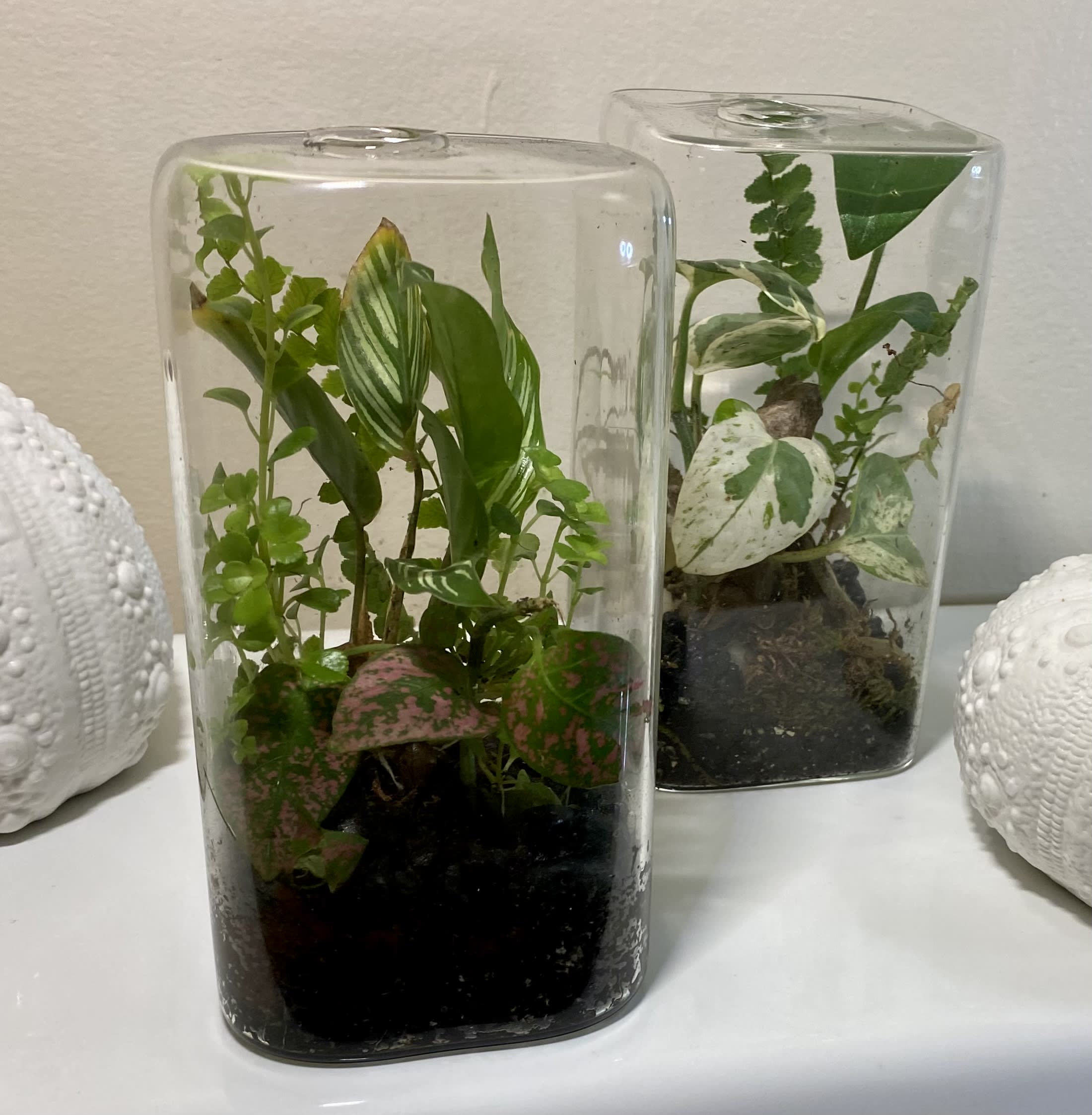 Two rectangular glass terrariums with assorted small houseplants on a white surface.