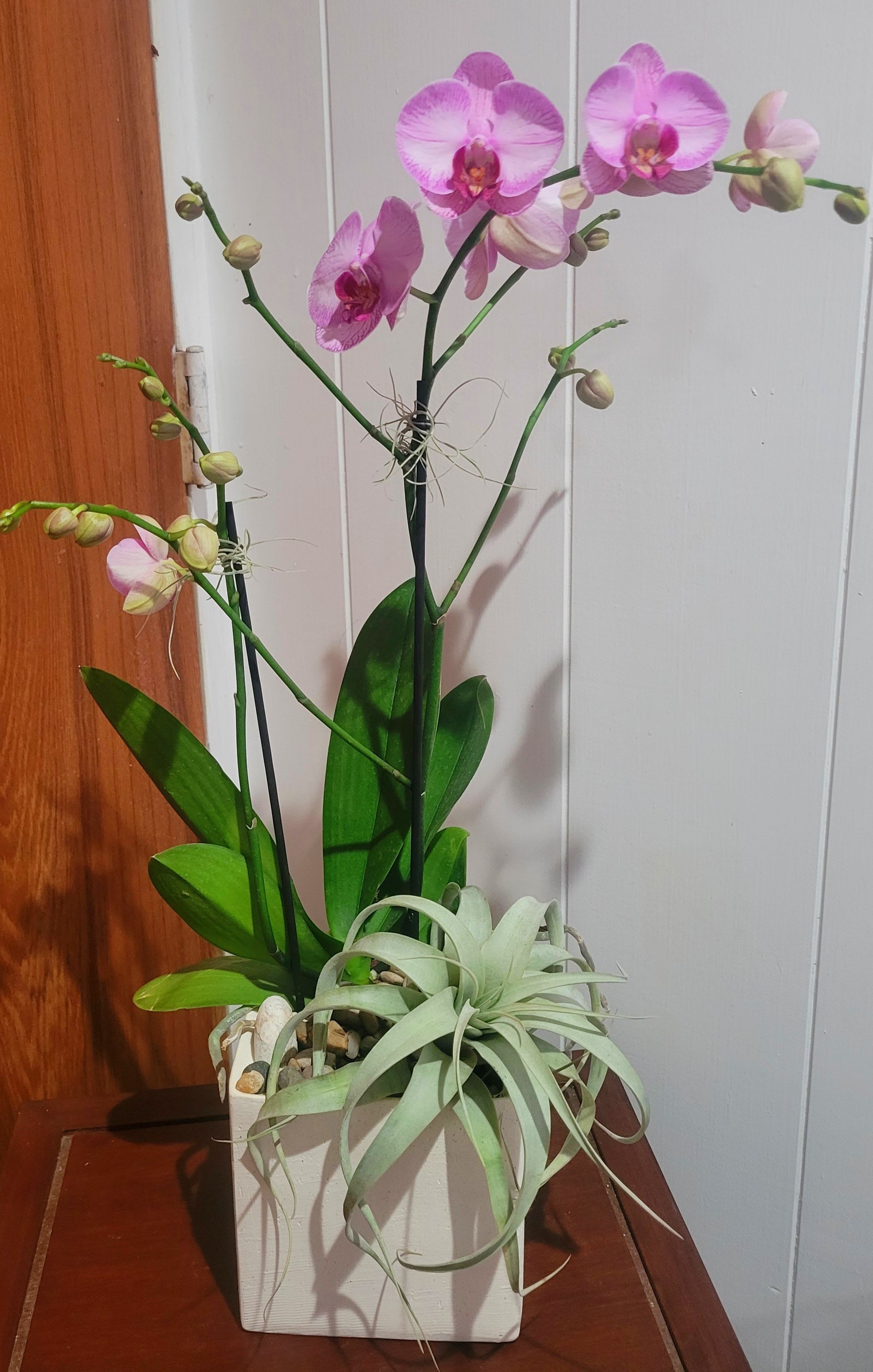 Potted pink orchid with a large air plant in a white square container.