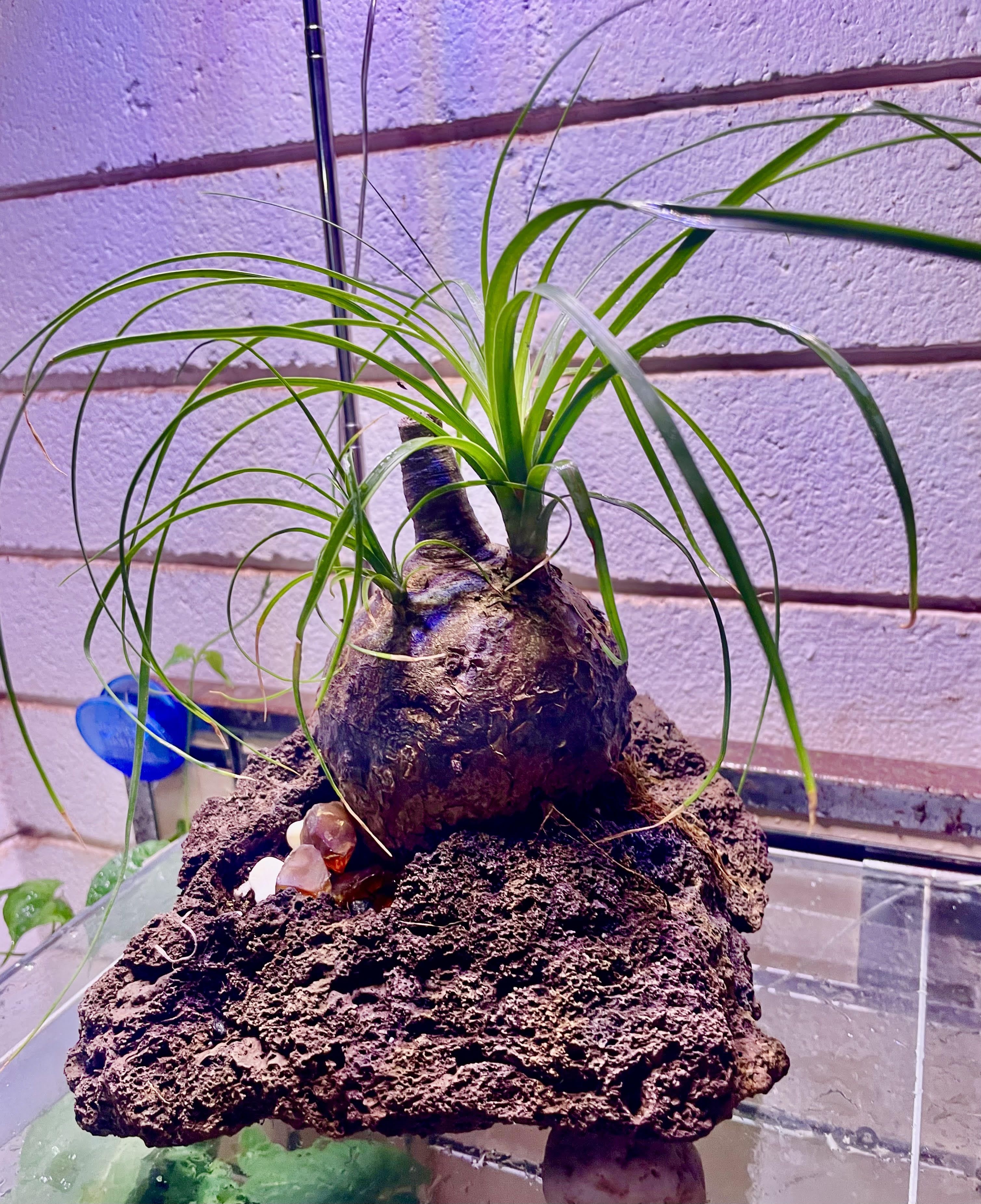 Bulbous caudex plant with long arching green blades mounted on a rough stone above a glass tank
