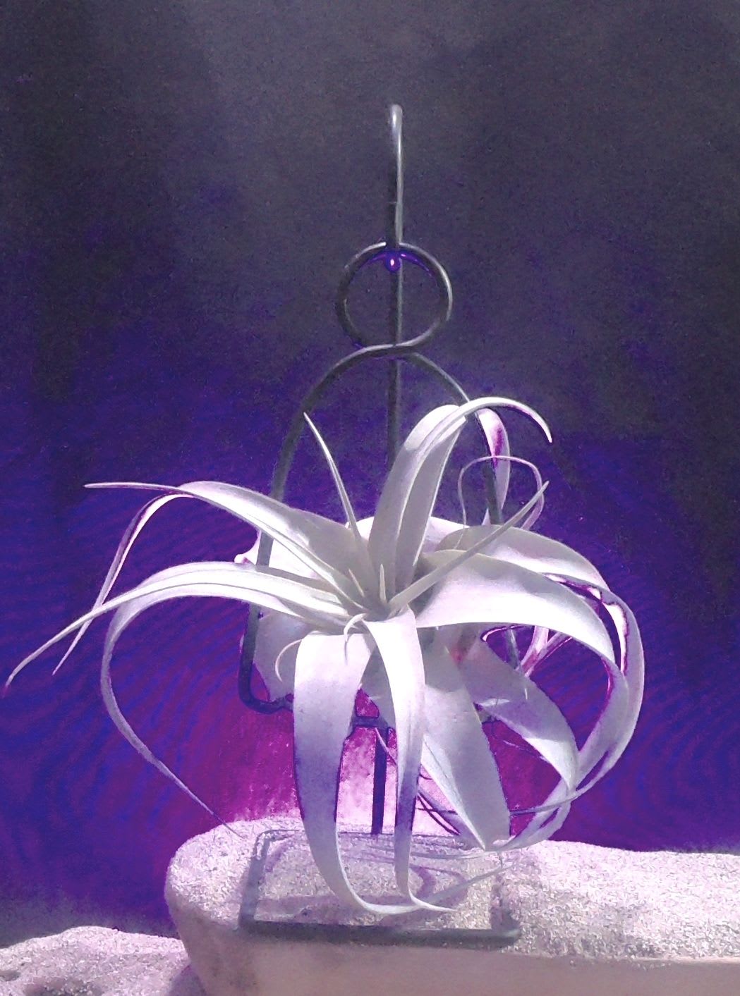 White air plant on a black metal stand with purple lighting and a sandy base