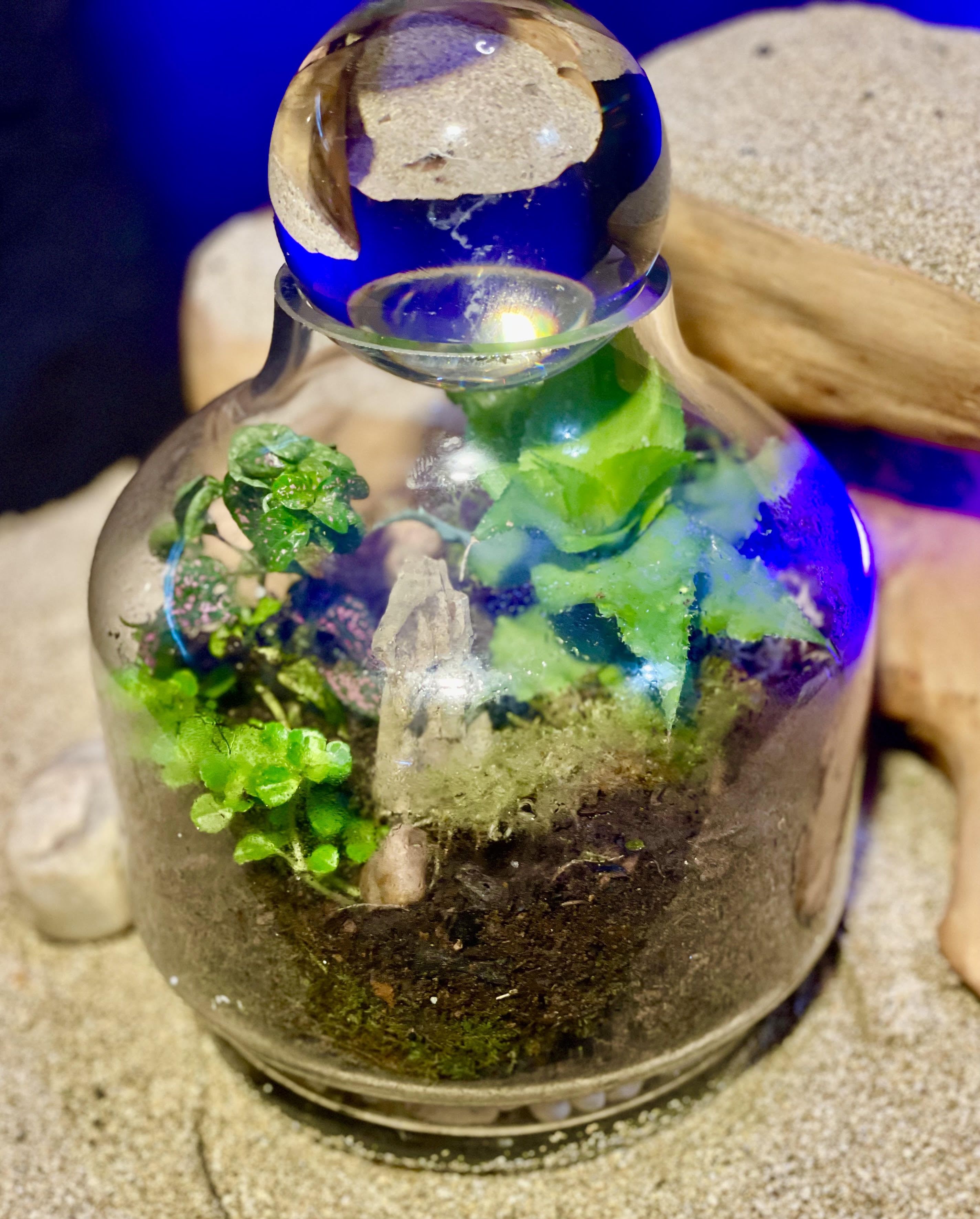 Glass terrarium jar with small green plants and soil on a sandy surface