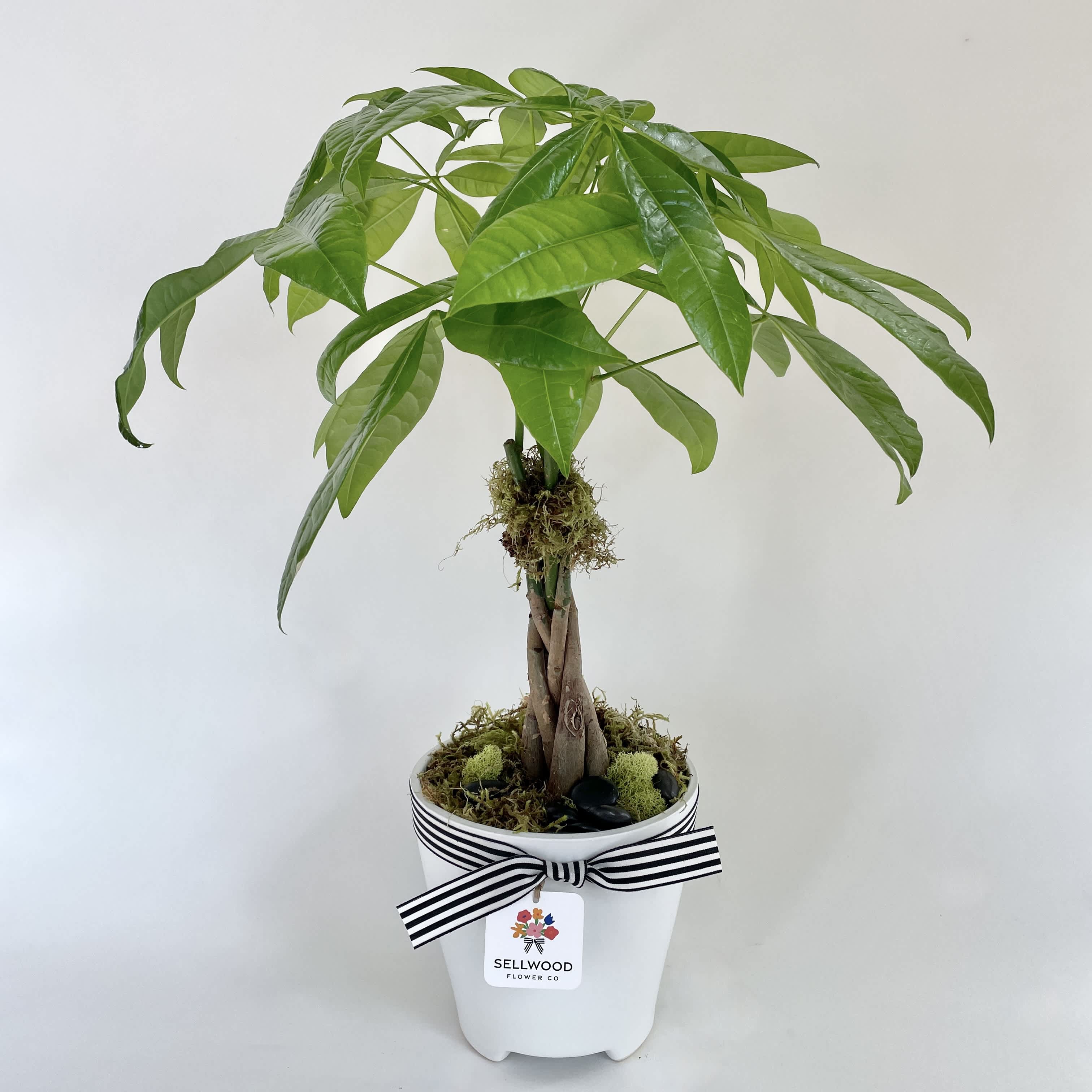 Potted money tree plant in a white container with a striped ribbon
