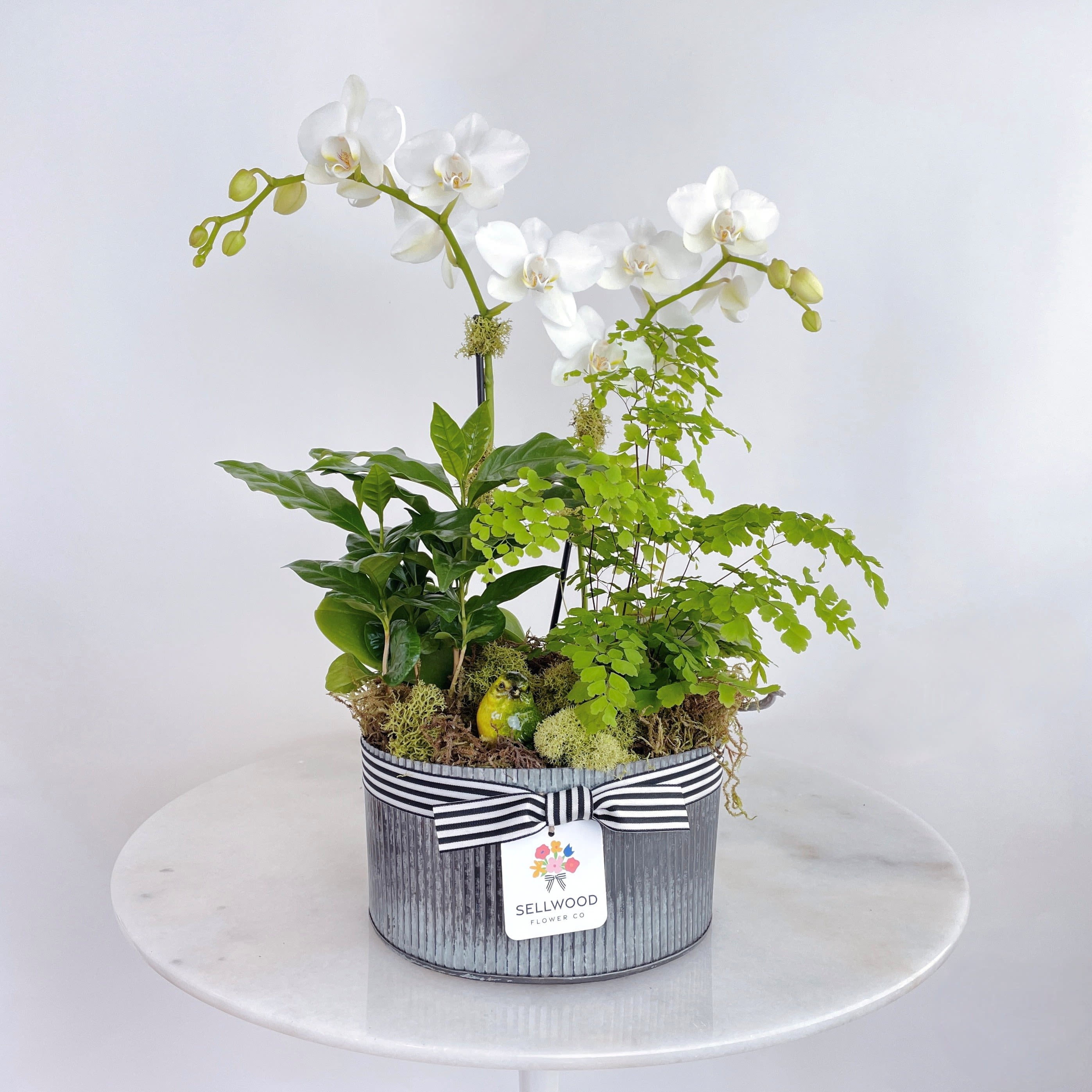 White orchids arranged in a striped tin container with green foliage.