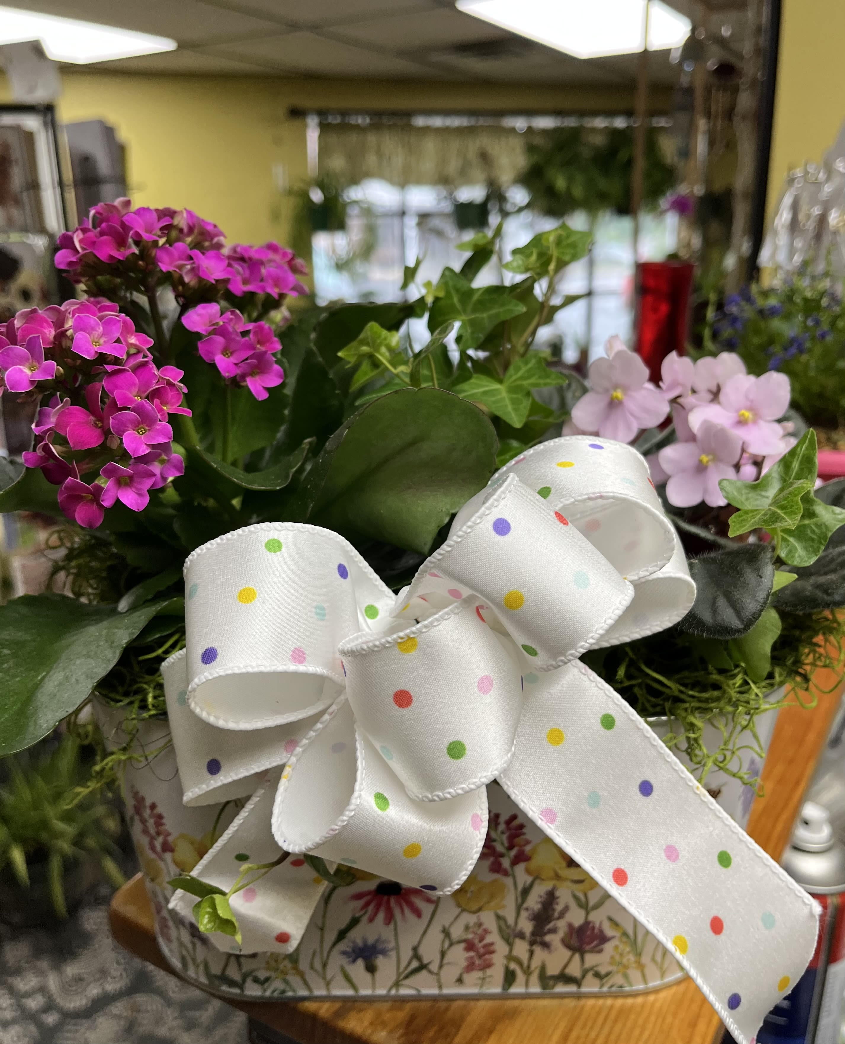 Pink flowering plant arrangement in a floral tin with a polka-dot bow