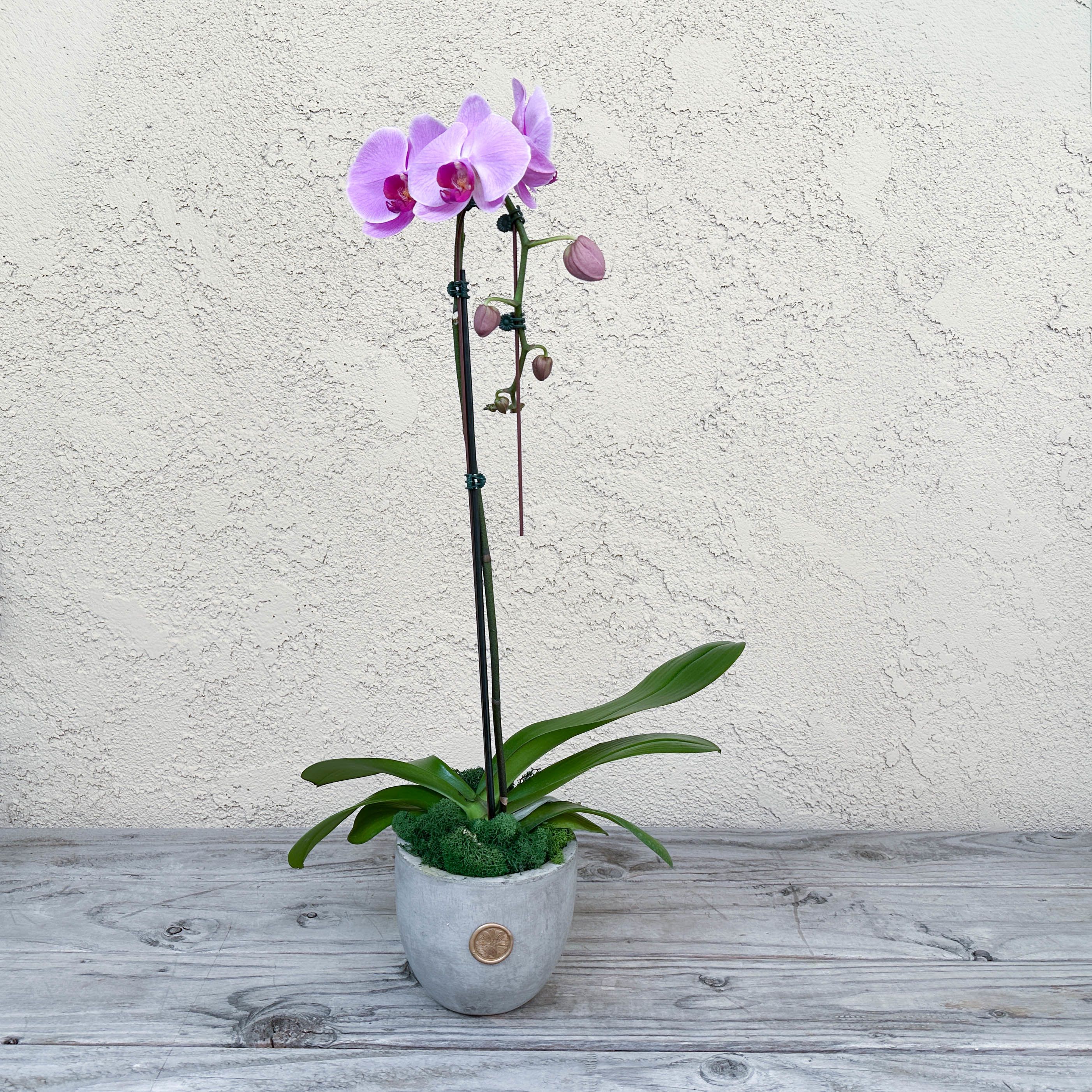 Potted purple orchid with a gray ceramic container