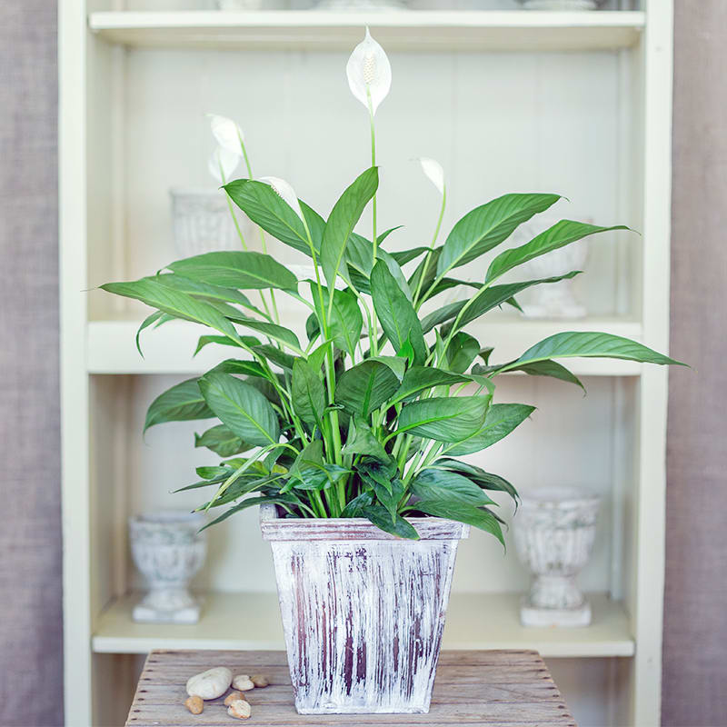 Table Top Plant - Let us choose for you the perfect plant for your gift. Plant pot is 6" and comes in a decorative container.