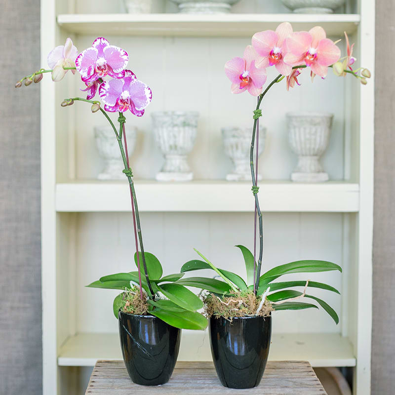 Phalaenopis Orchid 2 stems - Let us choose an orchid for you from our selection of colors.  Price reflects 1 single stem orchid plant in a 4" decorative container.