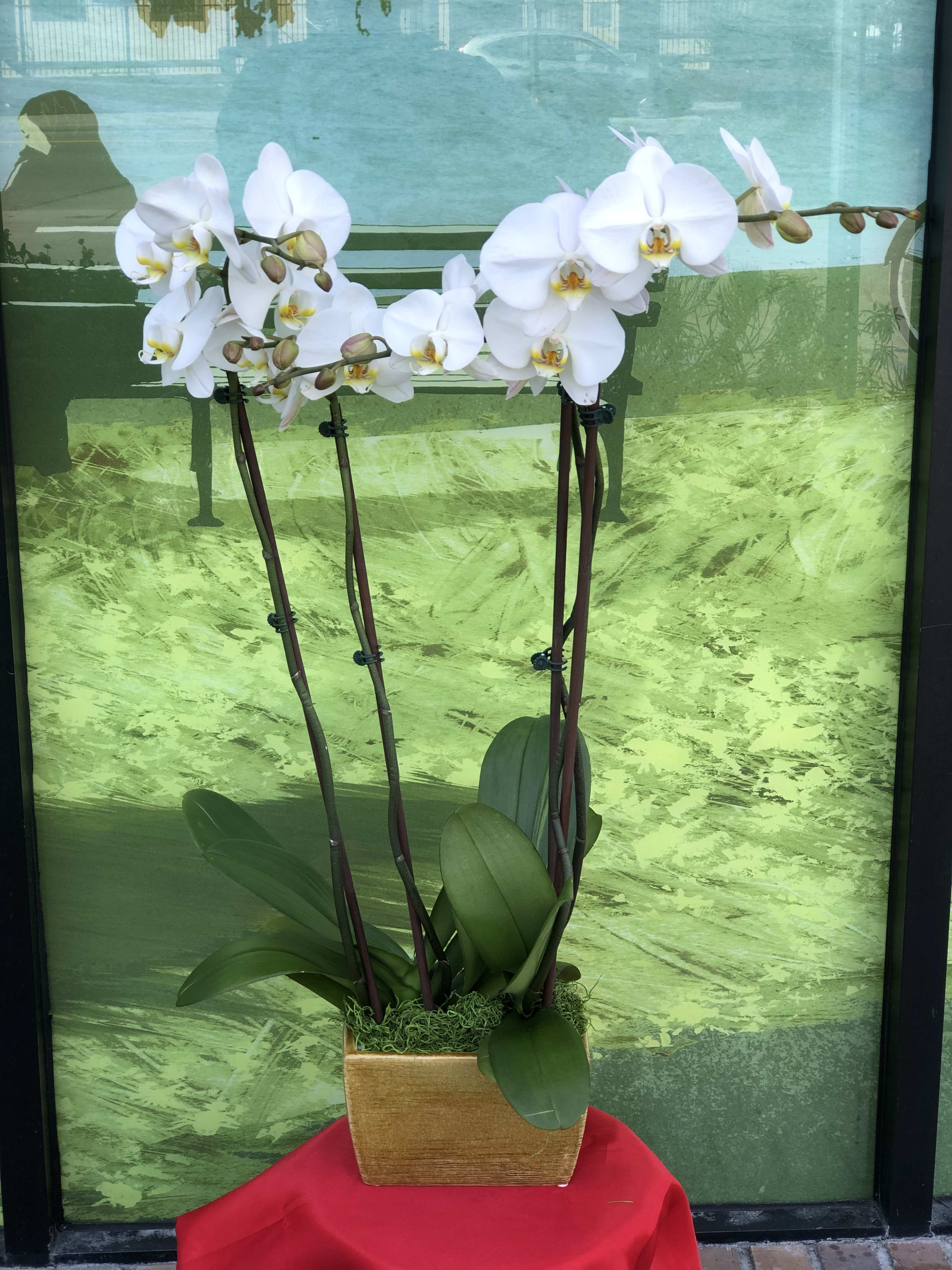 Double Orchid - 2 double Orchid stems in an elegant ceramic container