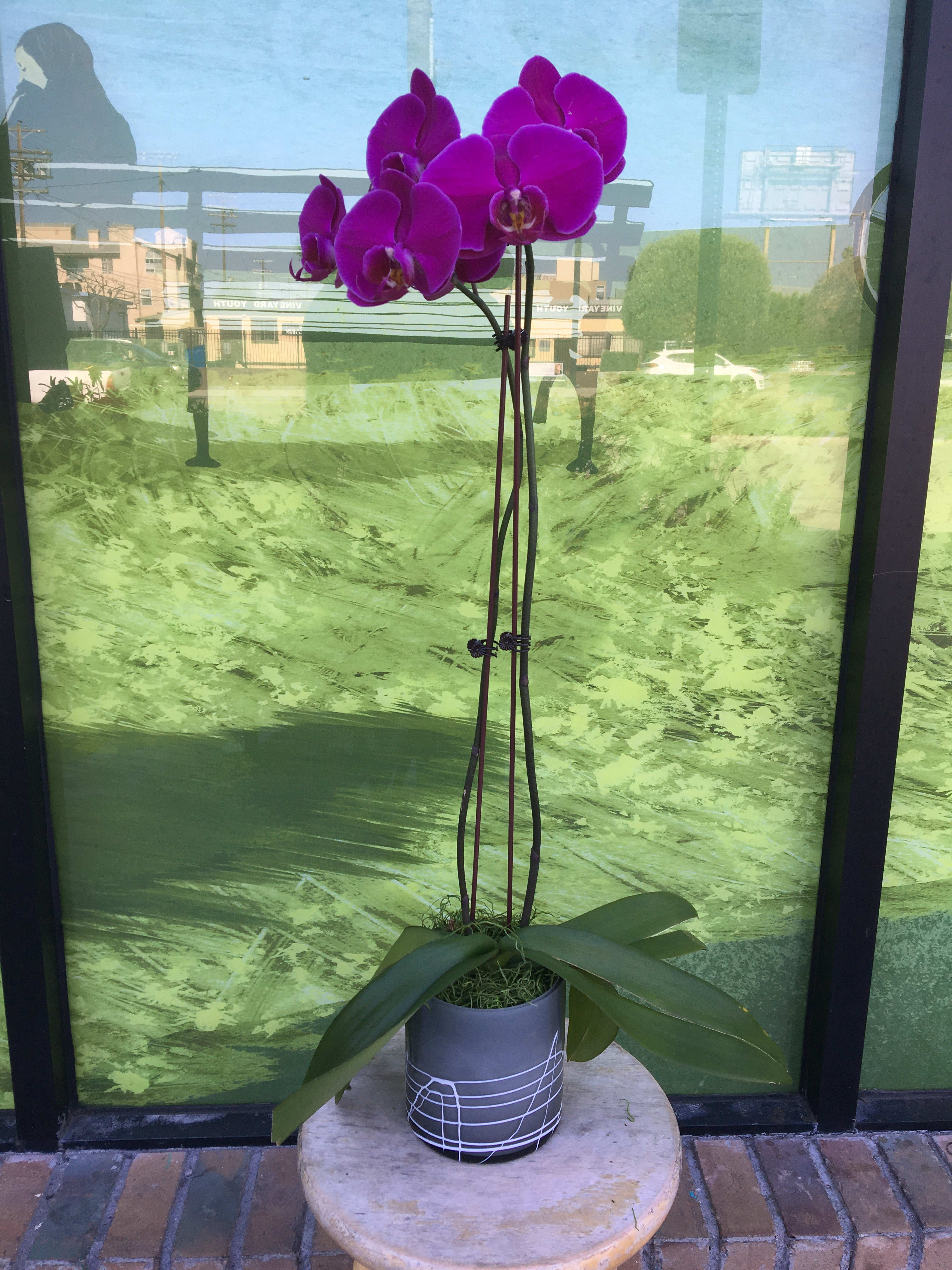Colored Orchid - Double Stem Orchid in a Vase