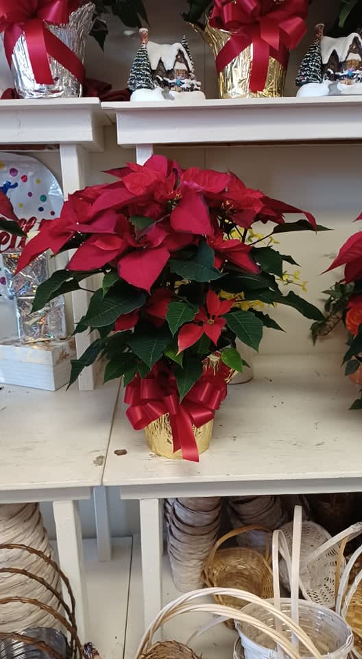 Potted red poinsettia arrangement with a ribbon bow