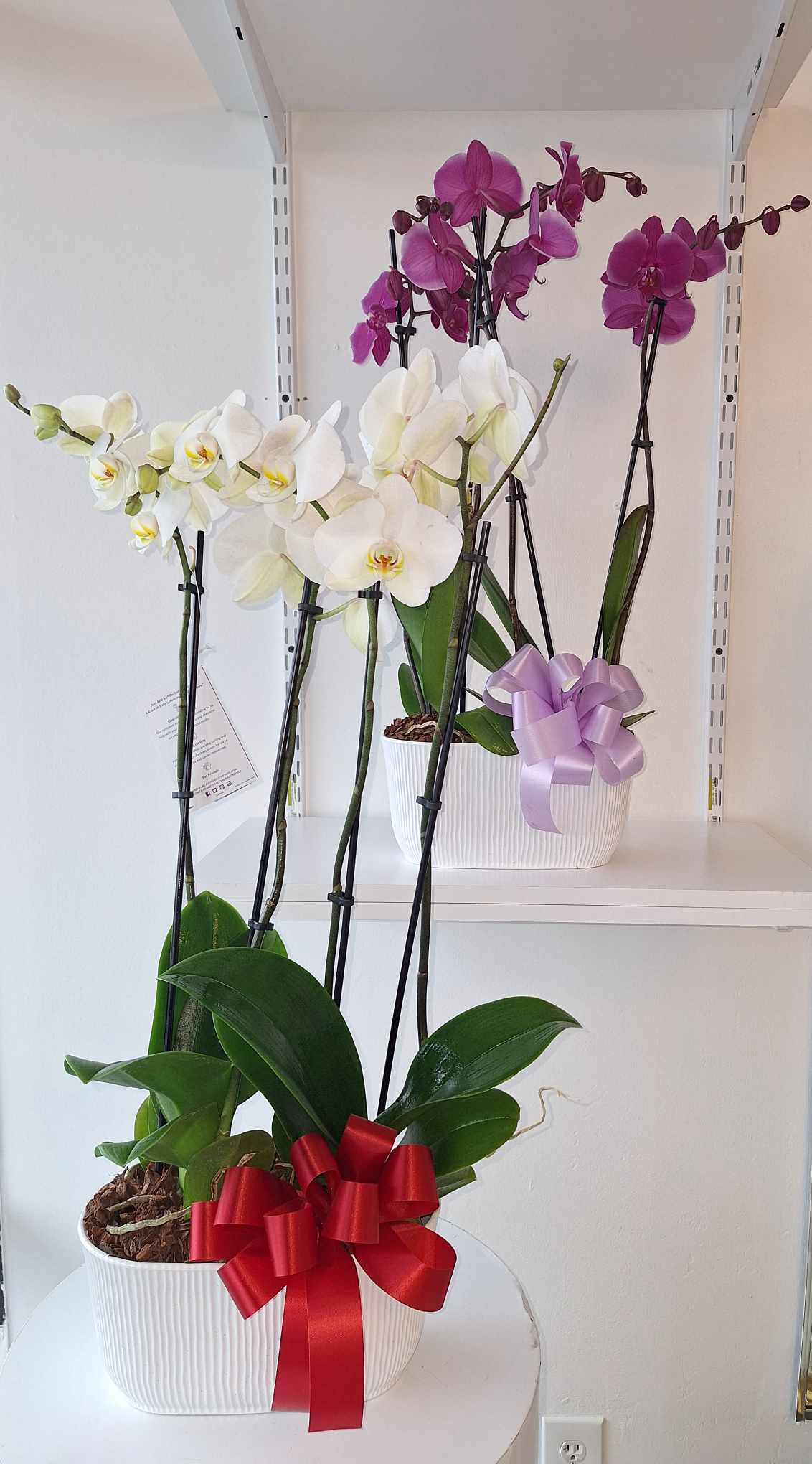 Potted orchids with white and purple blooms, each tied with a ribbon