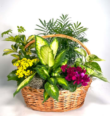 Basket of mixed potted plants with yellow and magenta blooms