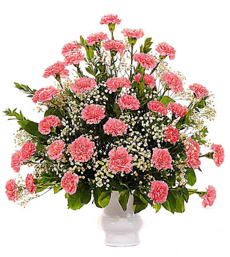 Pink carnations in a white vase with baby's breath
