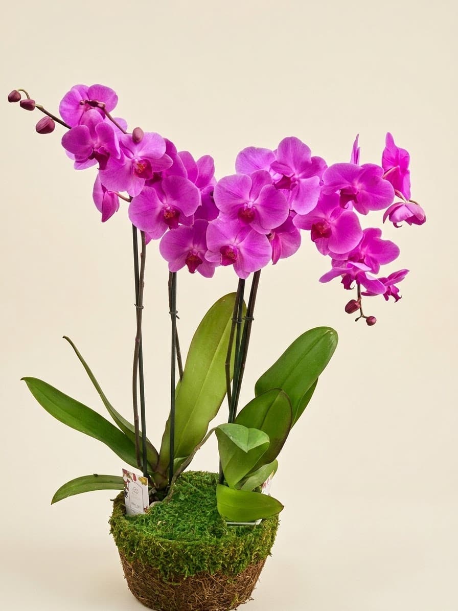 Potted magenta orchids with broad green leaves in a moss-covered container