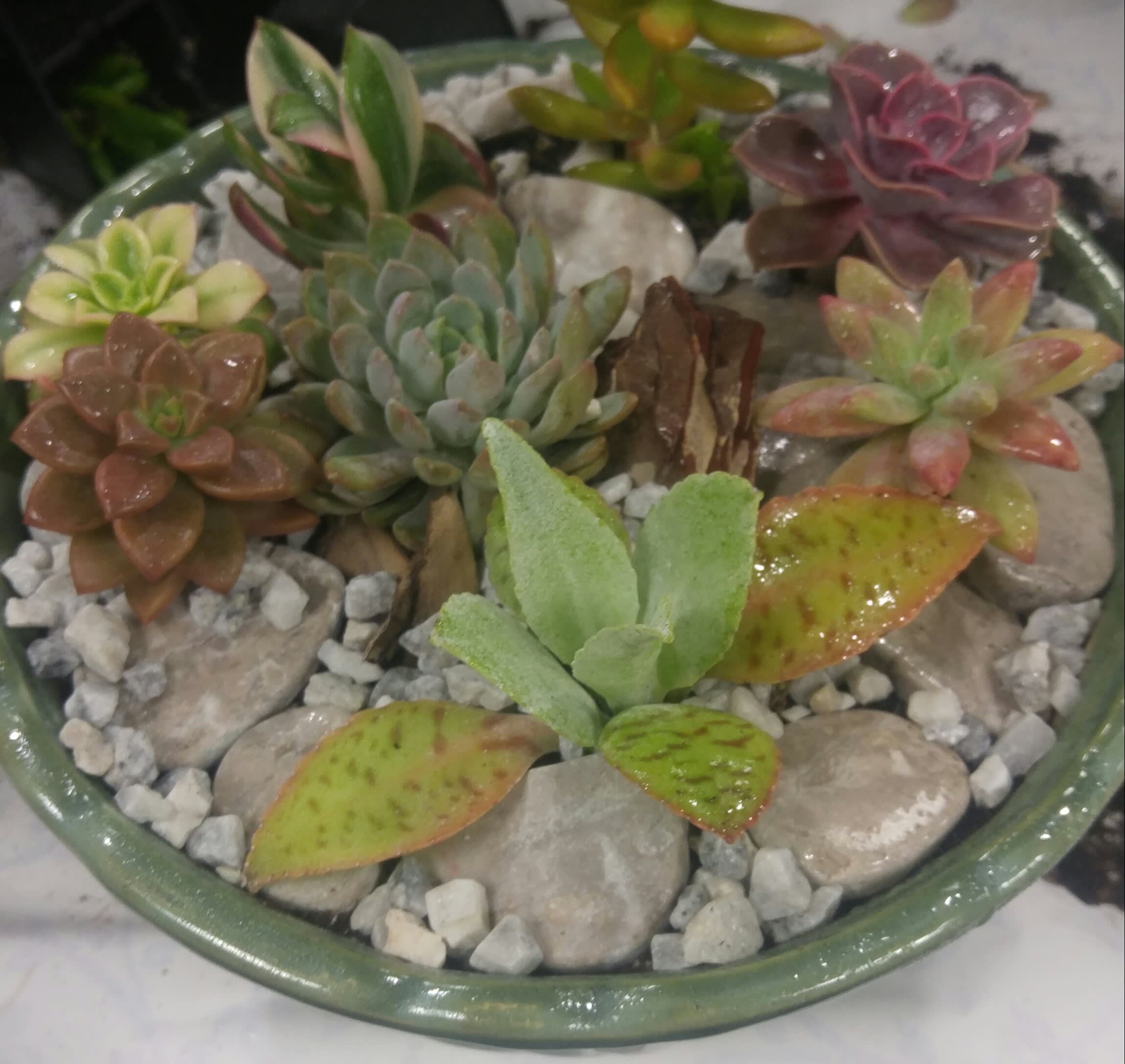 Dish garden of assorted succulents in a shallow green bowl