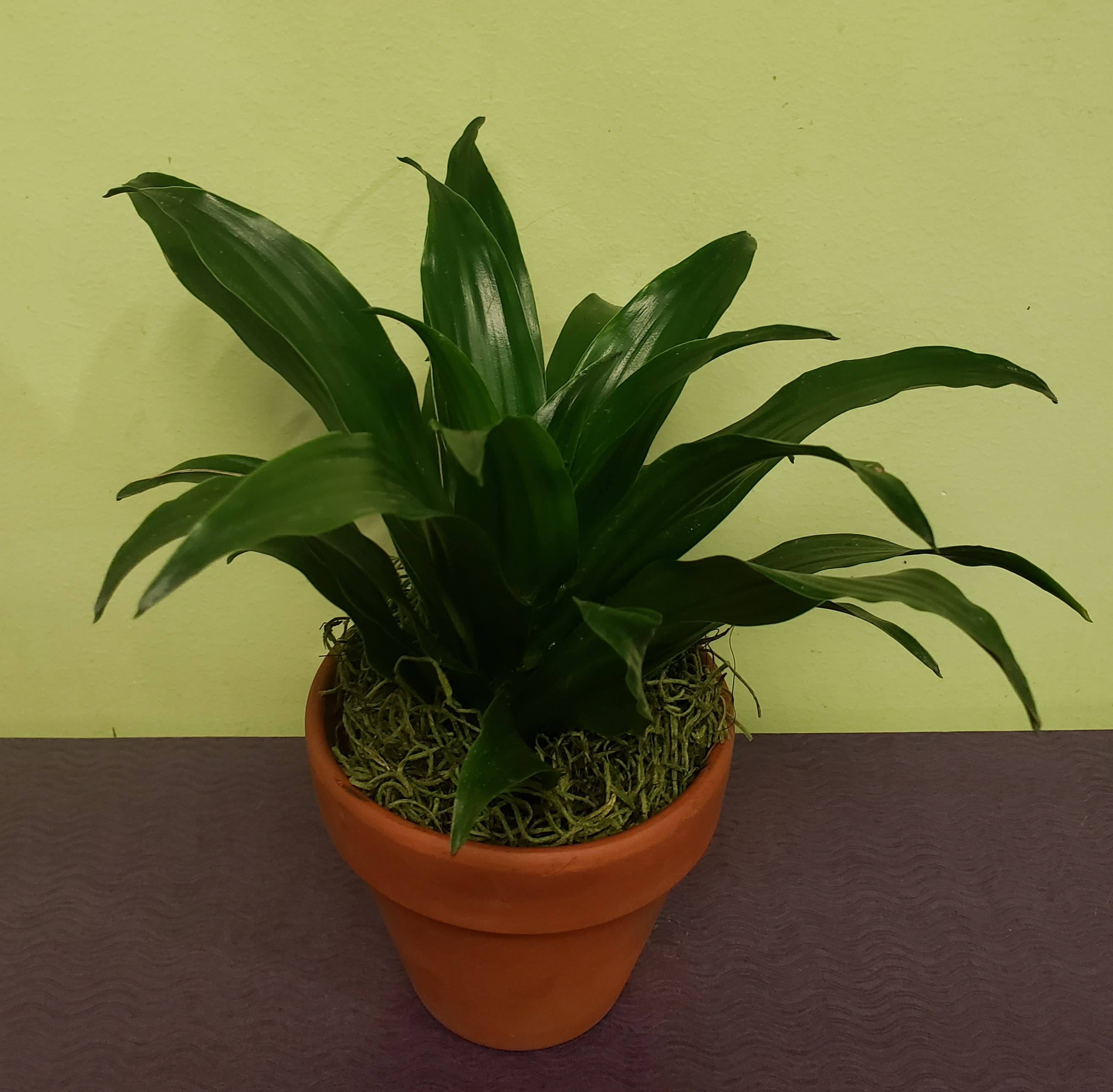Potted green houseplant in a terracotta pot