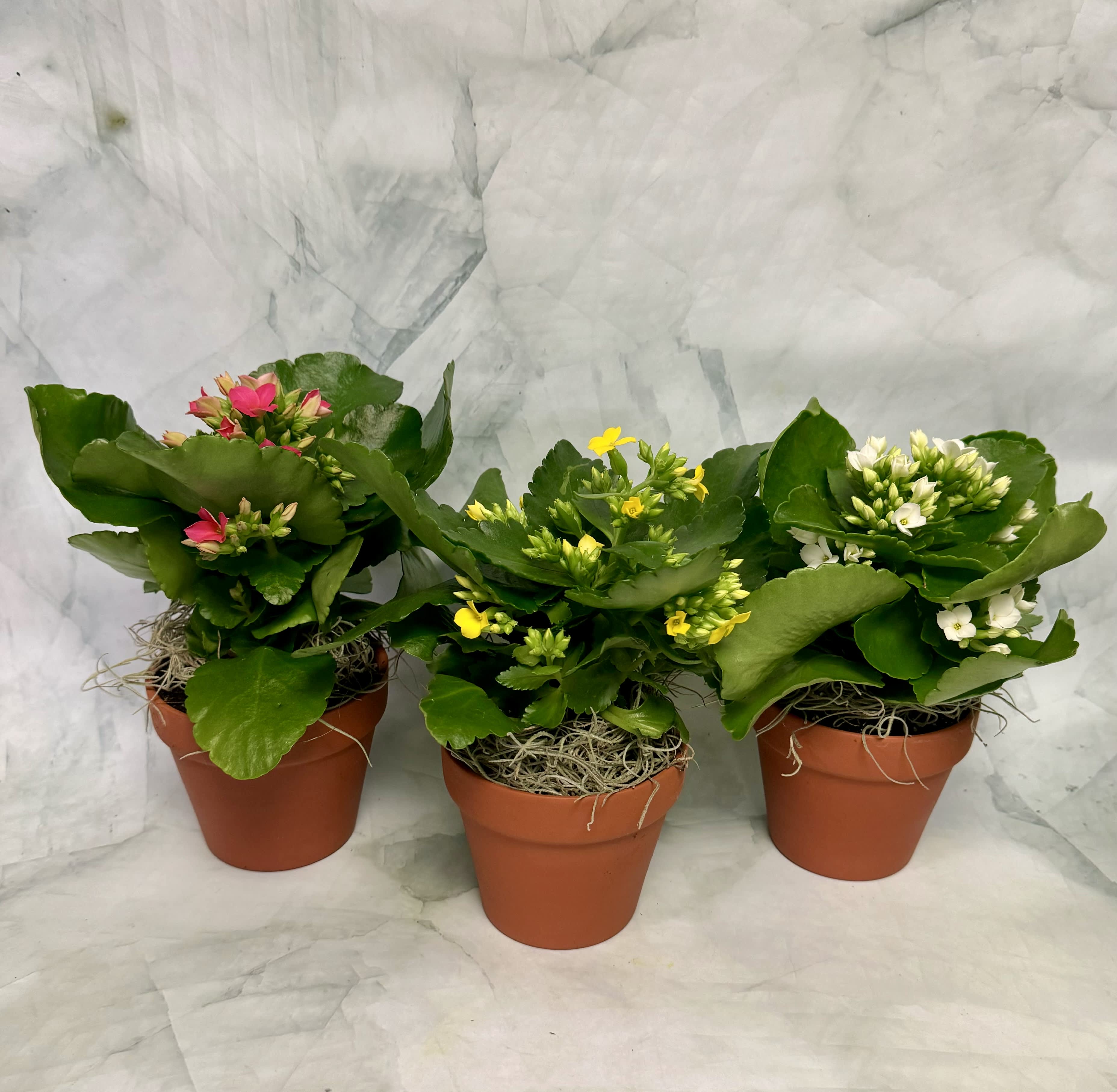 Three potted flowering plants with pink, yellow, and white blooms