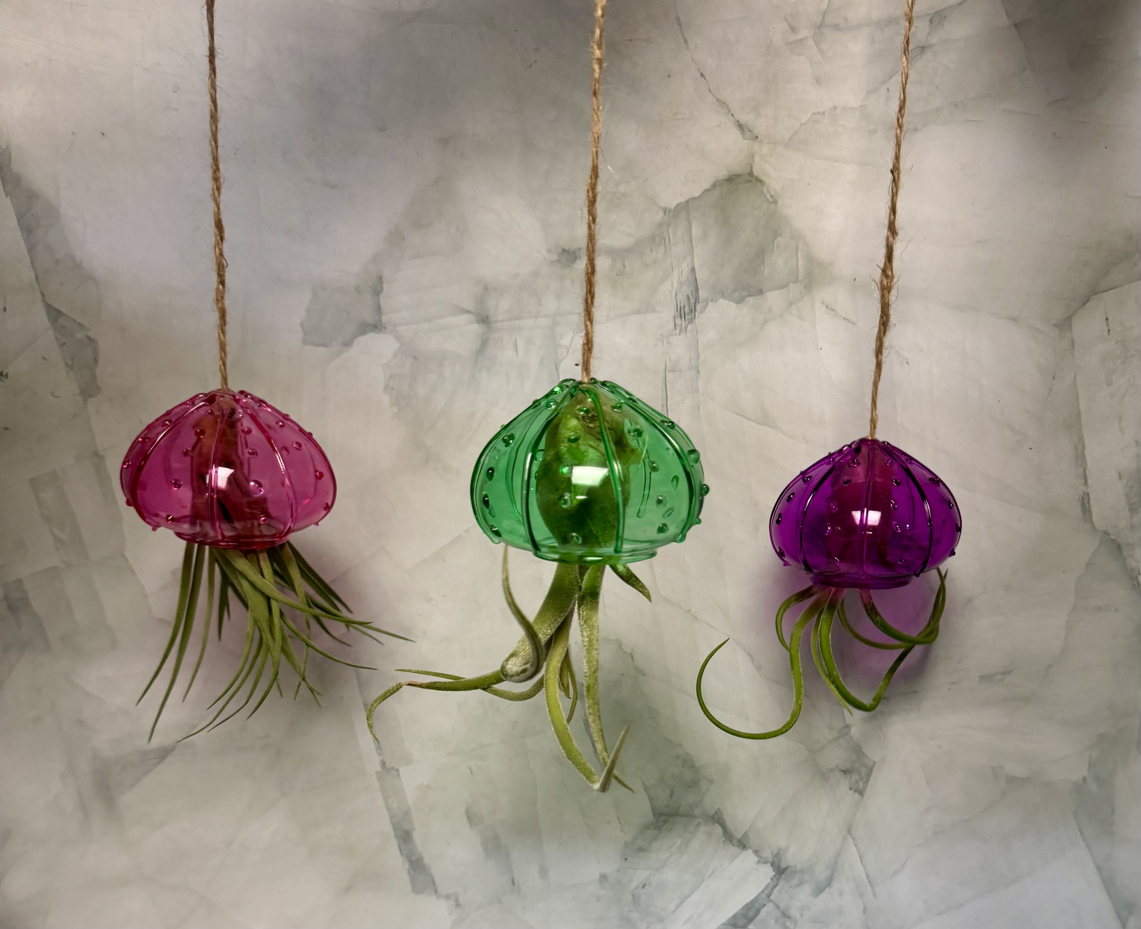 Three hanging glass air plants in pink, green, and purple holders