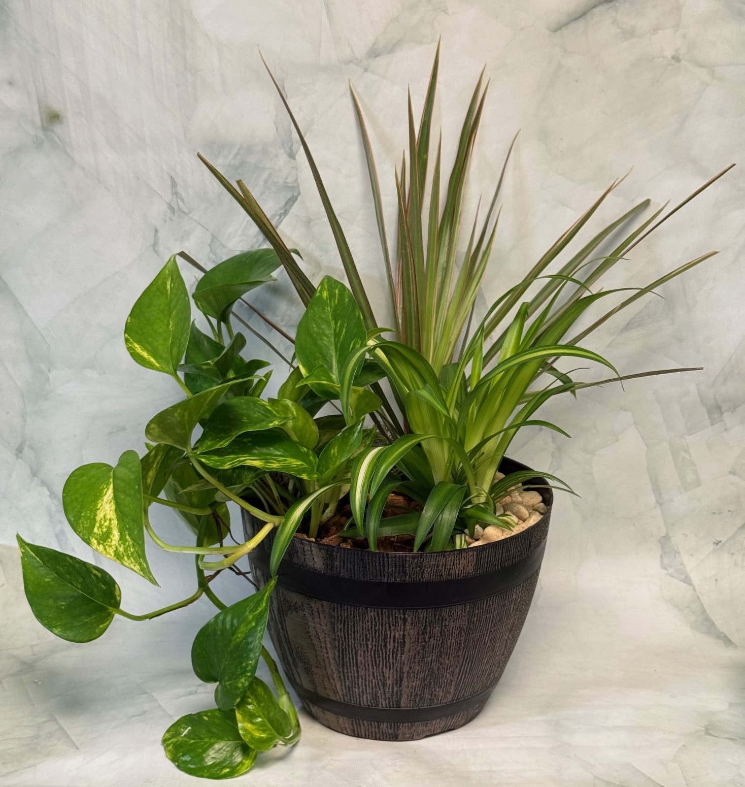 Dish Garden in a Barrel - Lush green foliage steals the show in this dish garden, a mixed houseplant arrangement perfect as a birthday gift or a thoughtful "thinking of you" surprise. The combination of a trailing vine with upright, spiky and strap-like leaves creates lively contrast and a fresh, textural look that makes the recipient feel cared for - ideal for get well wishes, housewarmings, thank-you gestures, or a cheerful just-because present.  Three easy-care plants are planted together in a dark, barrel-style pot with a wood-grain appearance, giving the piece a rustic-modern vibe that fits home or office decor. Light-colored decorative pebbles top the soil for a finished, low-maintenance presentation; the container measures about 7½ inches across, making it a compact statement for tabletops, desks, or windowsills.  This arrangement is suited to recipients who appreciate greenery but prefer low-fuss care - a lasting alternative to cut flowers that brightens recovery rooms, new apartments, workspaces during Admin Professionals' Week, or everyday corners that need a lift. Water sparingly when the top inch of soil dries and keep in bright, indirect light for best results.