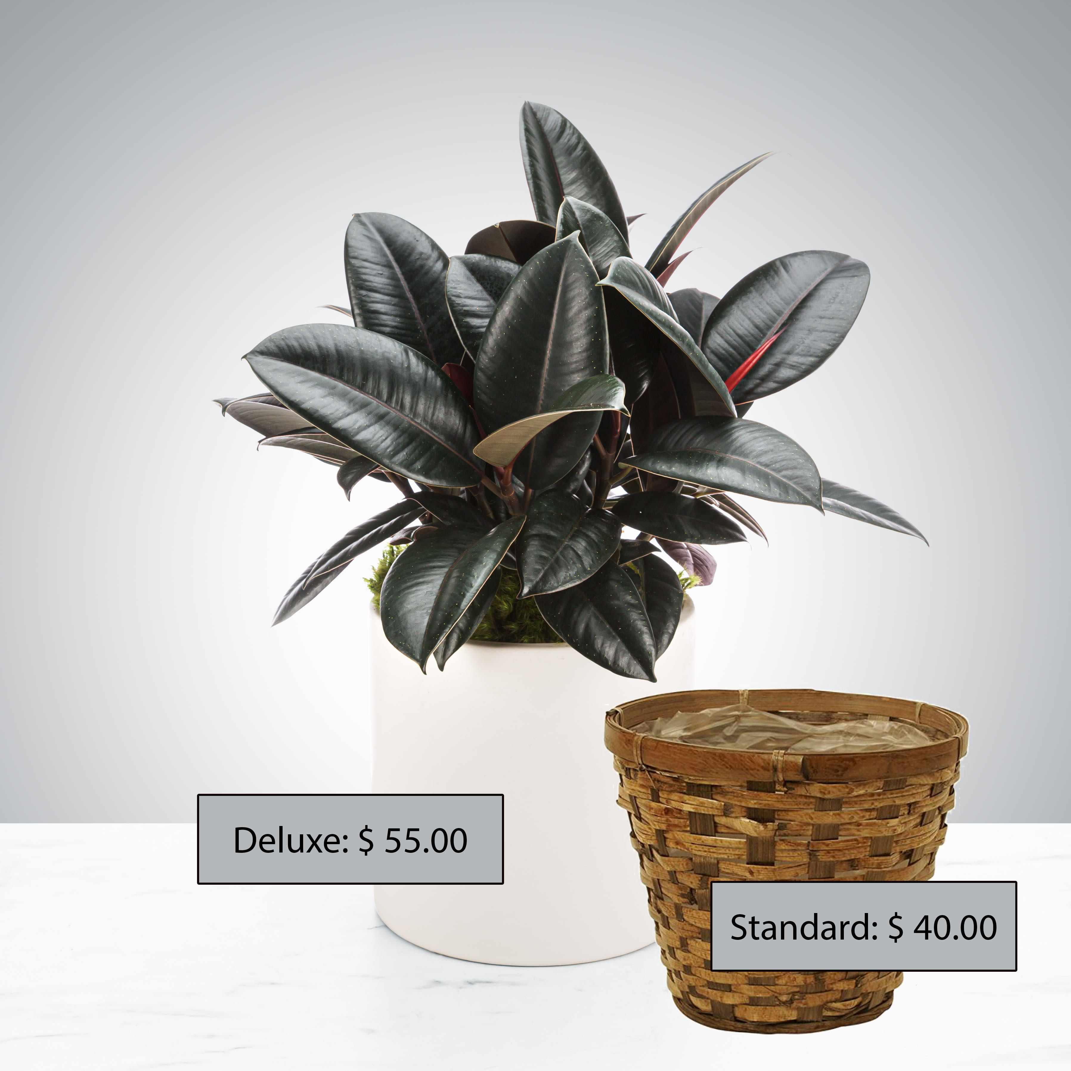 Rubber Plant by BloomNation™ - A hardy plant that likes filtered light, the rubber plant can also act like an air purifier AND a humidifier. Make sure when gifting that the recipient does not have an animal. Keep away from pets!