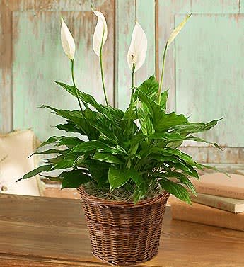 Simply Elegant Peace Lily  - Standard 6in, Deluxe 8in all come in a wicker basket.  