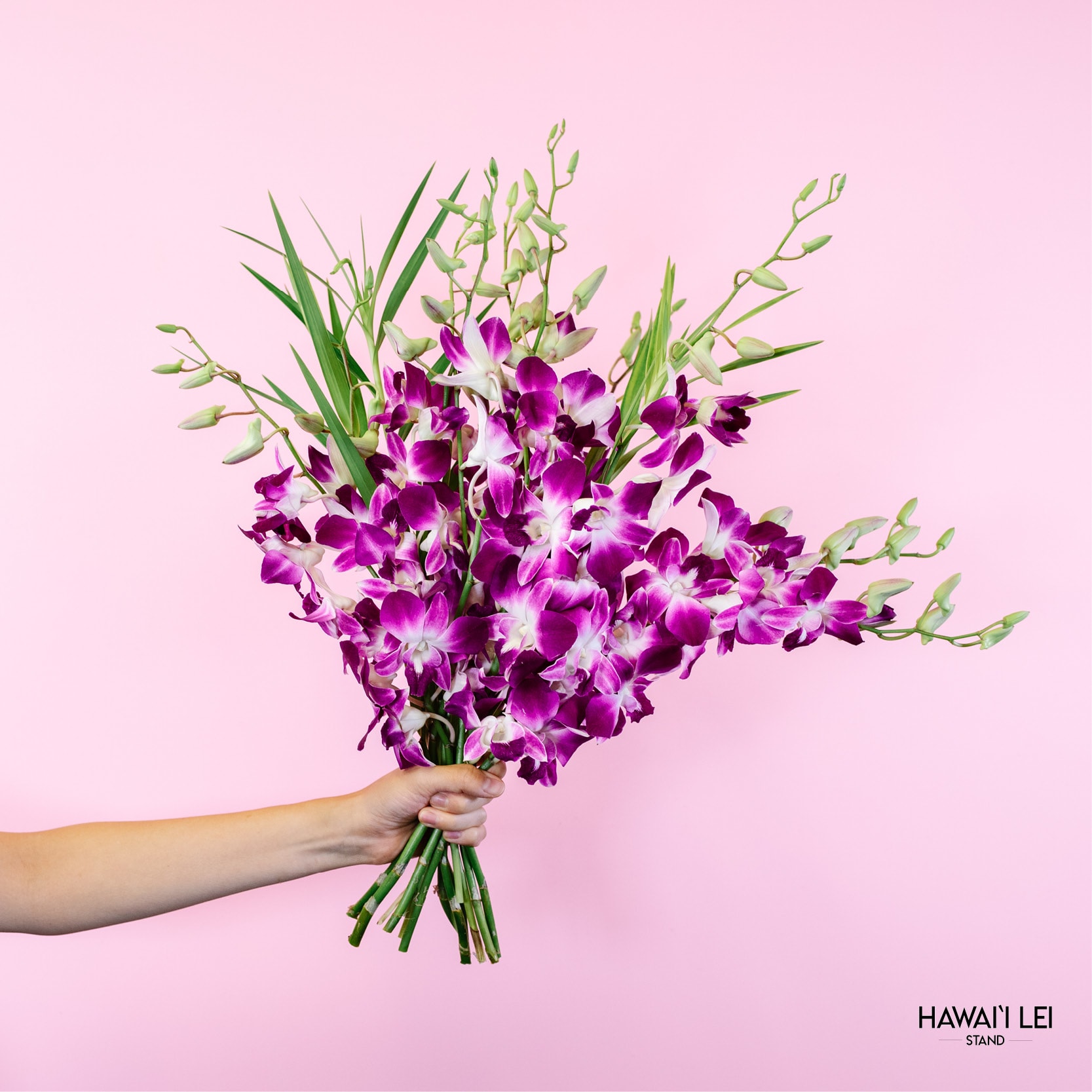 Handheld bouquet of purple and white orchids against a pink background