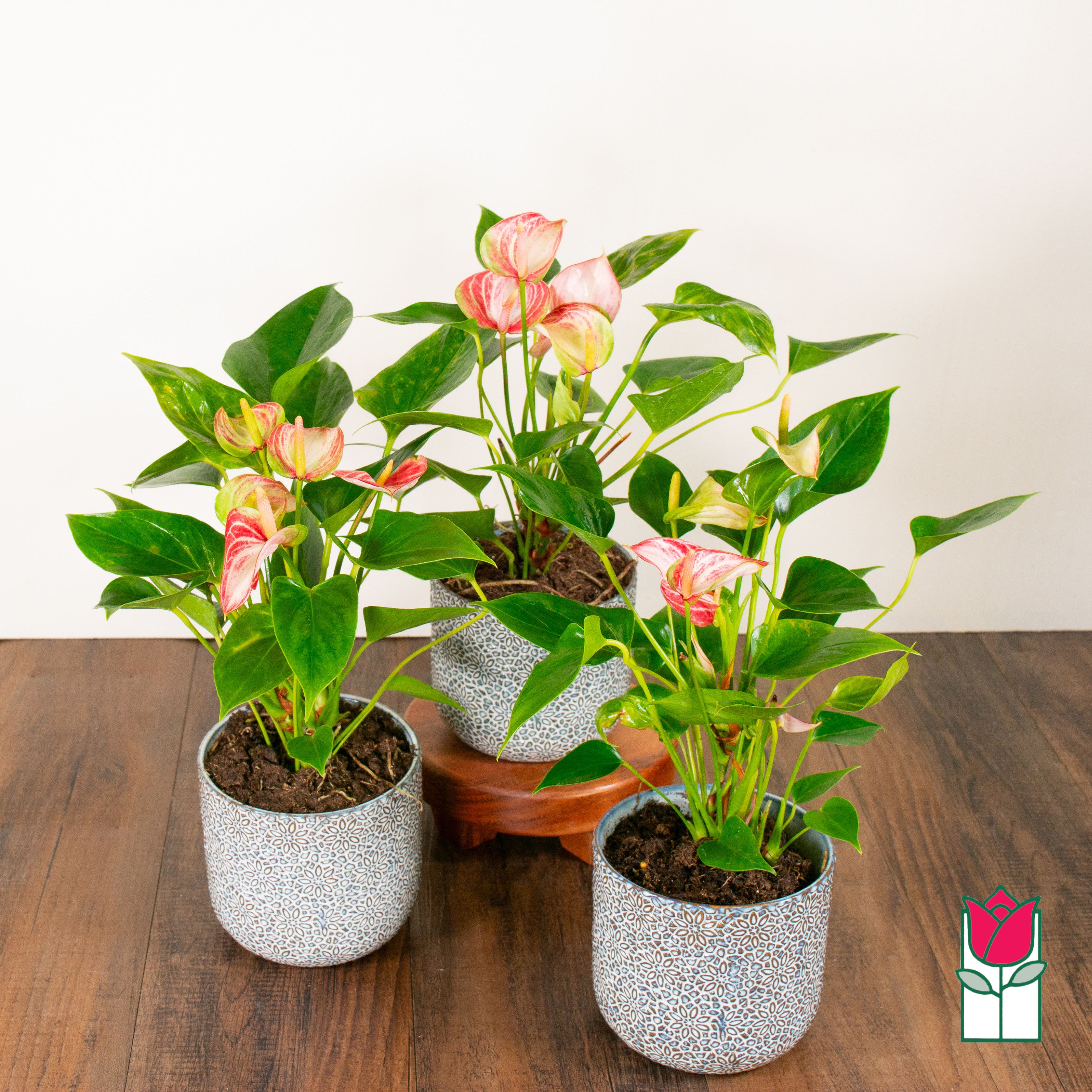 Beretania's Tabletop Anthurium Plant (Seasonal Color Varies) - Discover the exciting Anthurium Plant selection at Beretania Florist – a captivating expression of nature's splendor, elegantly cradled in a ceramic pot.  Celebrate the ever-changing seasons with a burst of dynamic colors, handpicked by our skilled florists to embody the freshest and most vibrant shades available. Each Anthurium Plant is a testament to nature's artistry and the hands that carefully curate its beauty.  Radiating affection through its heart-shaped blooms and glossy foliage, the Anthurium Plant is a perfect embodiment of love. Whether gracing your personal haven or bestowed upon a cherished recipient, the Beretania Florist Anthurium Plant encapsulates nature's magnificence and human craftsmanship.  Please note that the color palette of the plant and accompanying ceramic pot is thoughtfully selected by our florists, ensuring a one-of-a-kind gifting experience. Embrace the delightful surprises each season brings, and savor the ephemeral beauty – now available exclusively for hand delivery by our dedicated staff within the Honolulu area. Elevate your gifting experience and order the Anthurium Plant today from Beretania Florist.