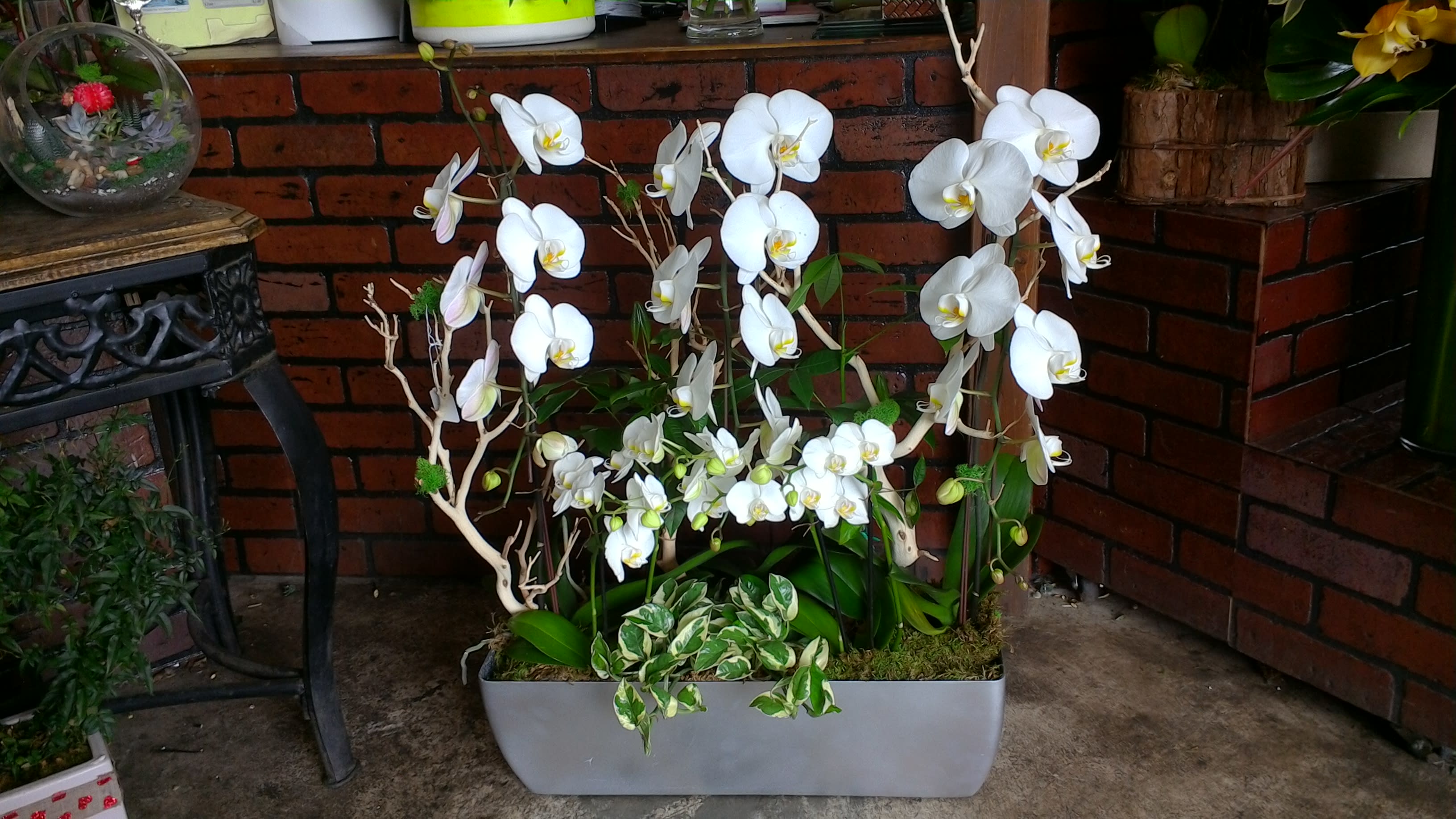 White orchids arranged in a rectangular planter with moss and variegated foliage