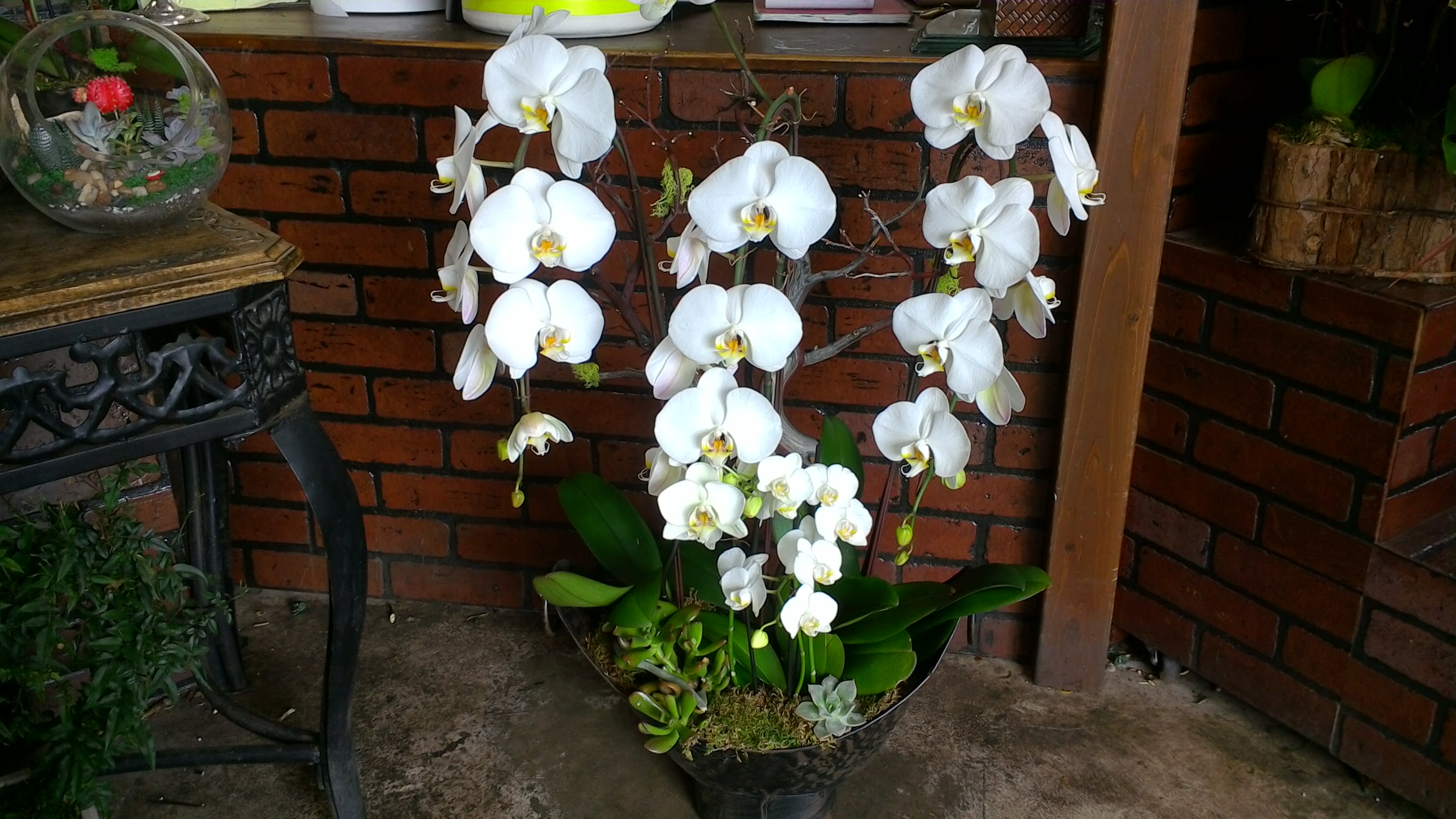 White orchids arranged in a black pot with green leaves