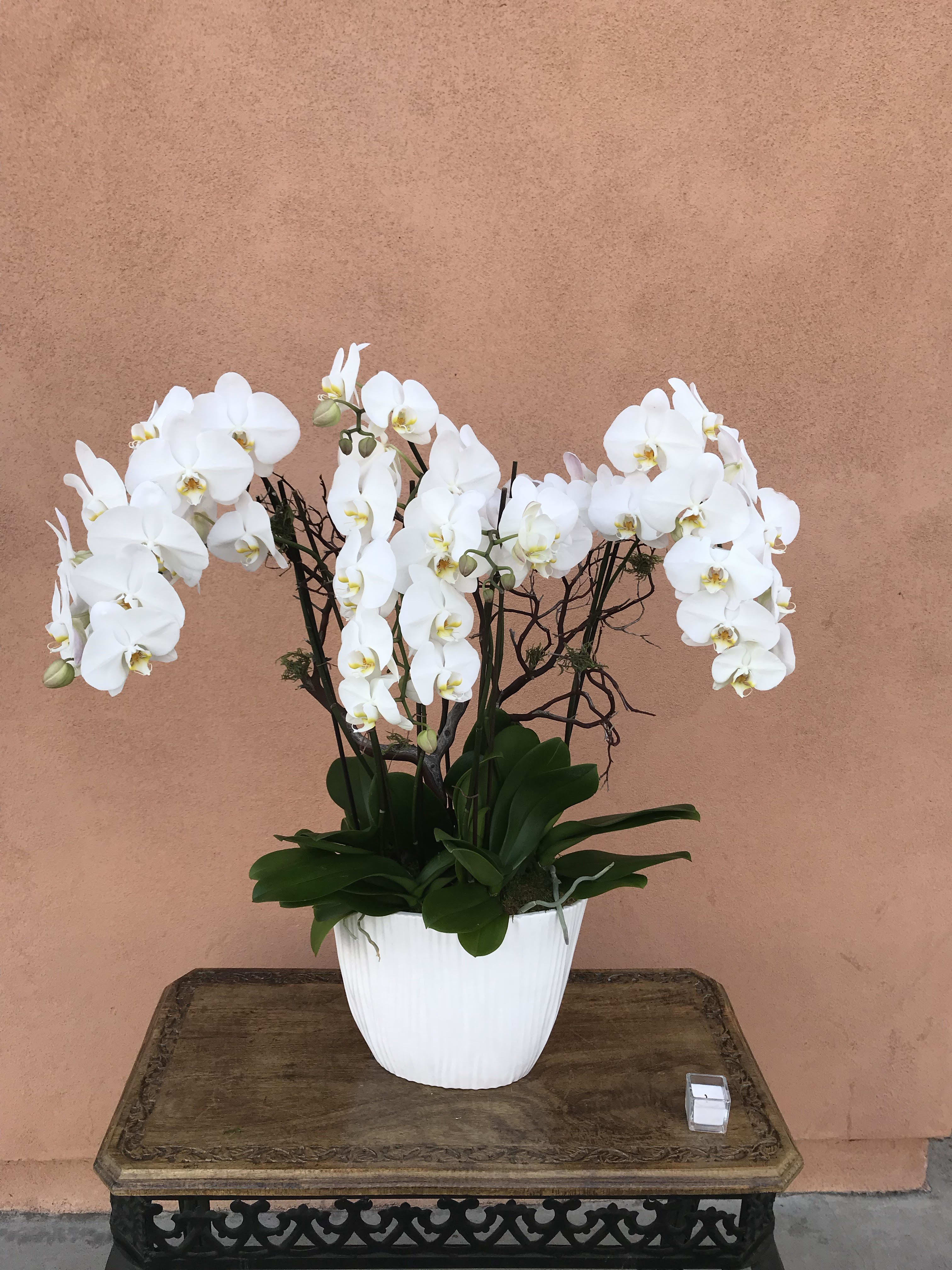 White orchids in a white pot on a wooden table