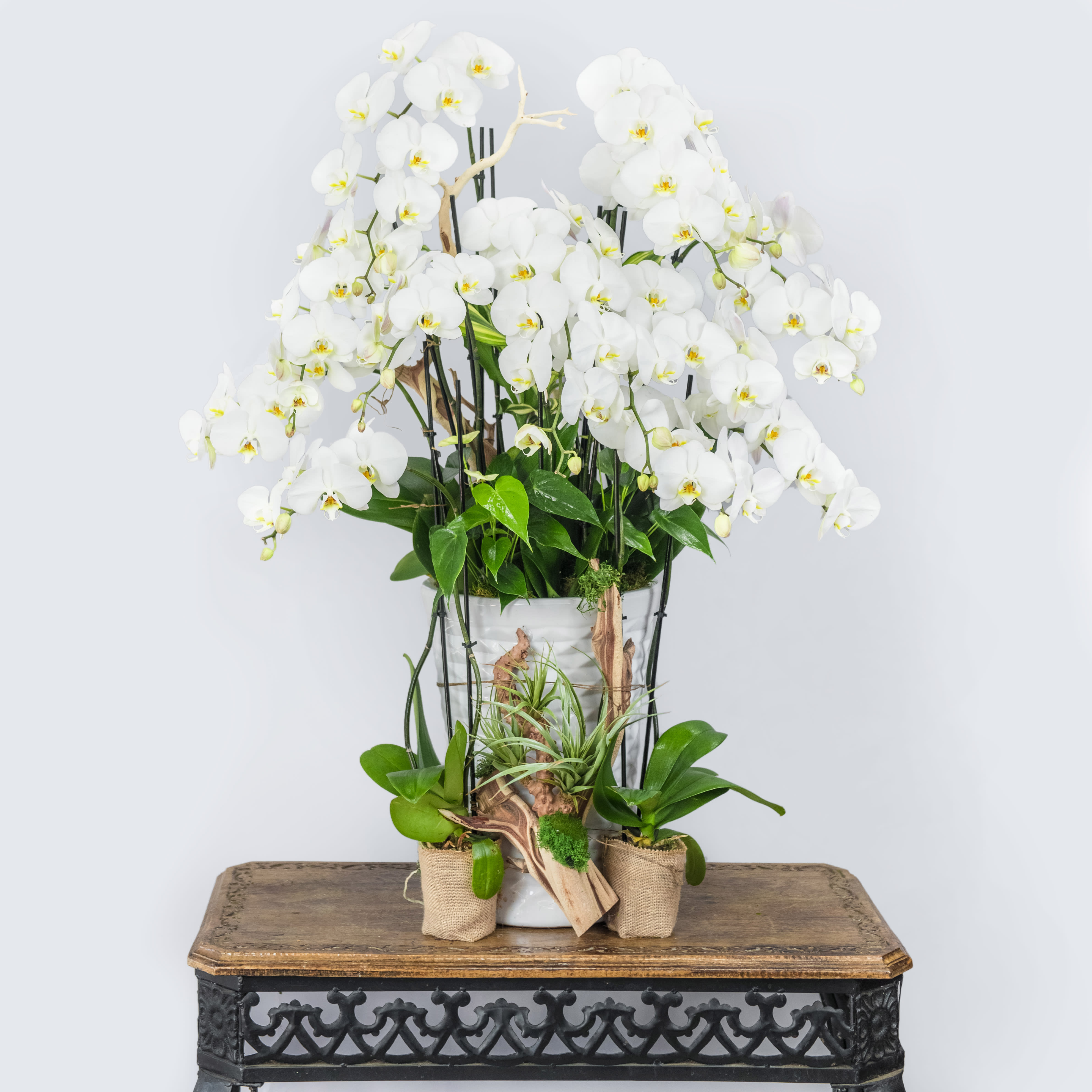 White orchid arrangement in a white pot with small potted plants