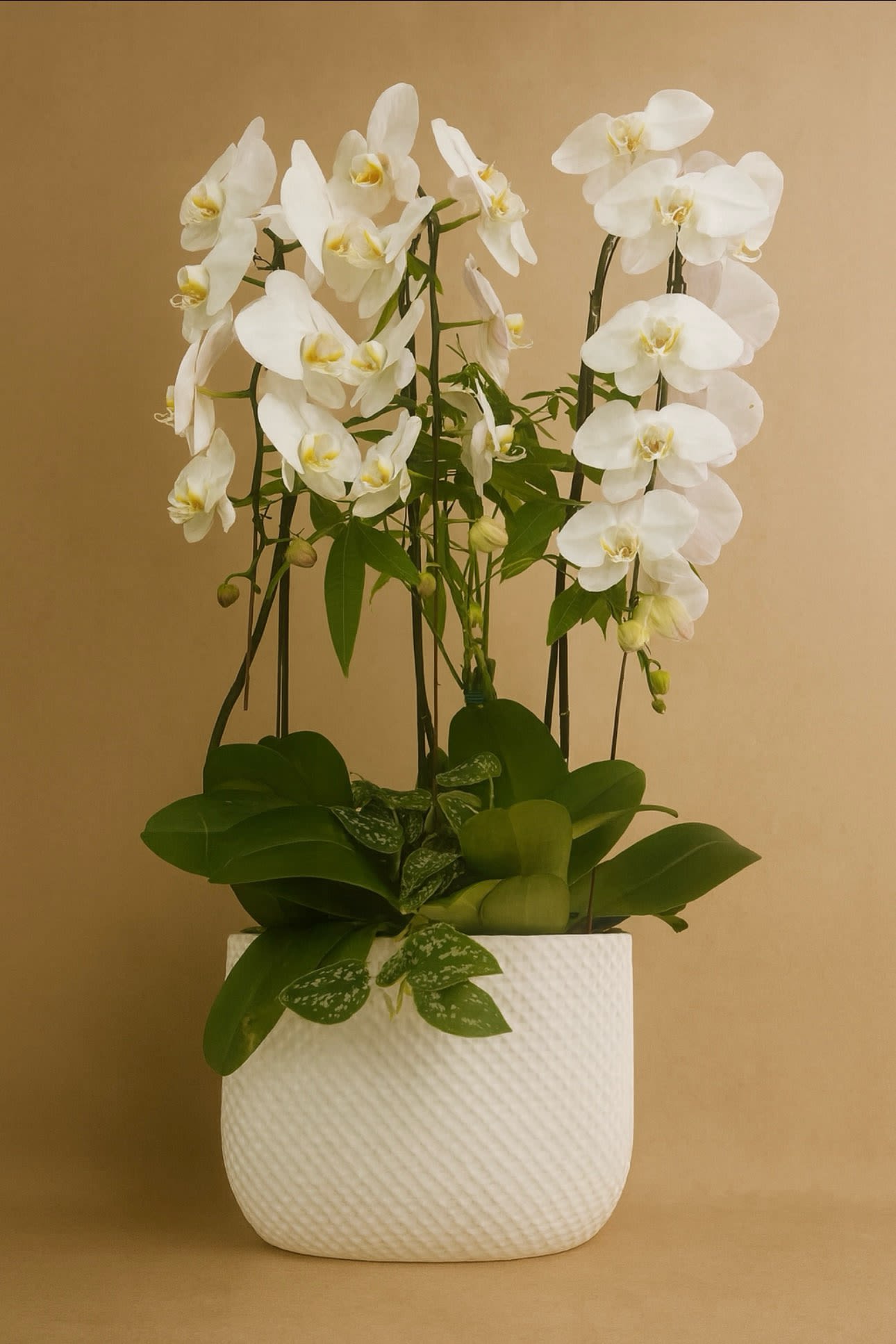 White orchids arranged in a textured white pot