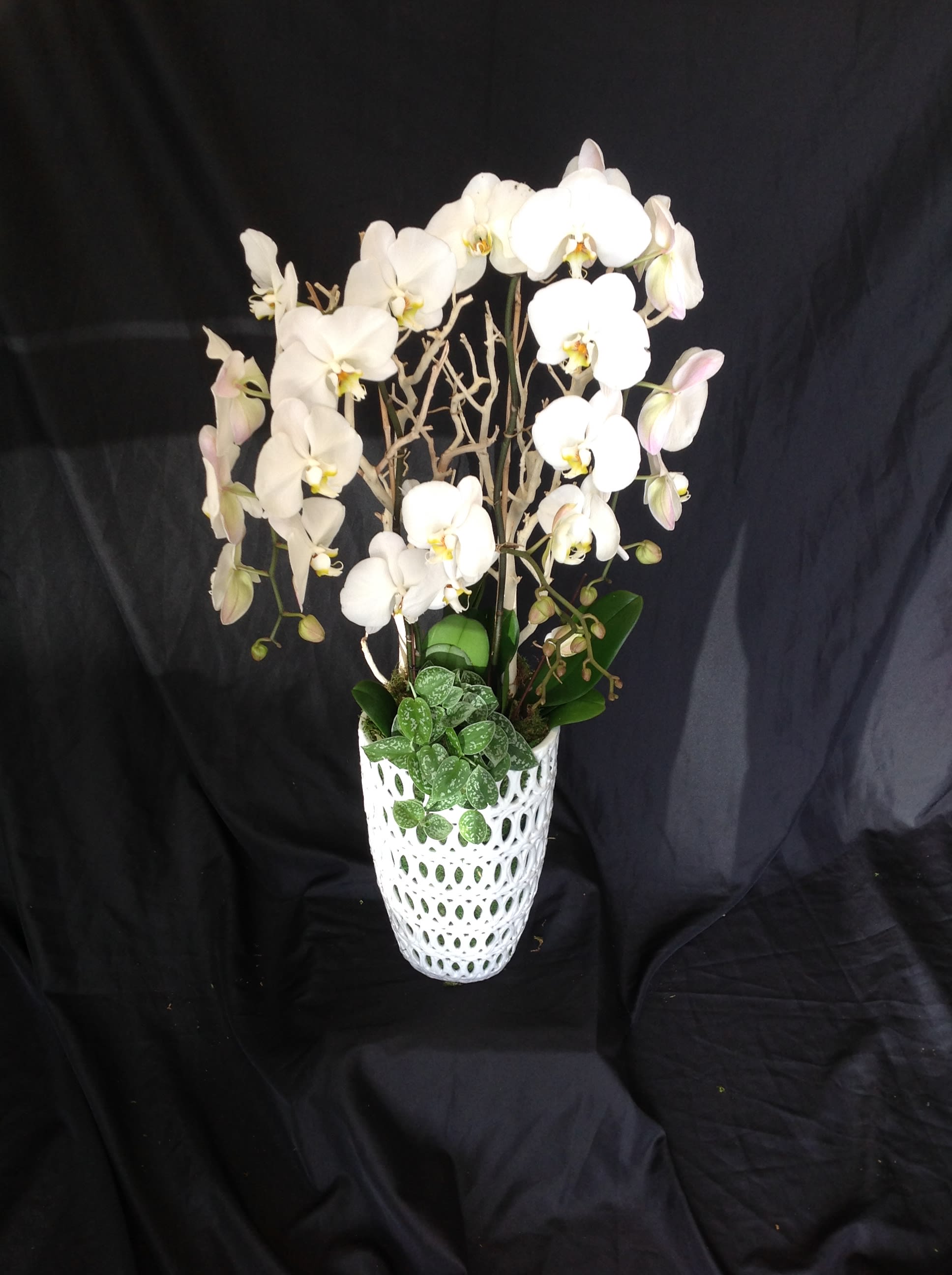 White orchids arranged in a decorative white vase