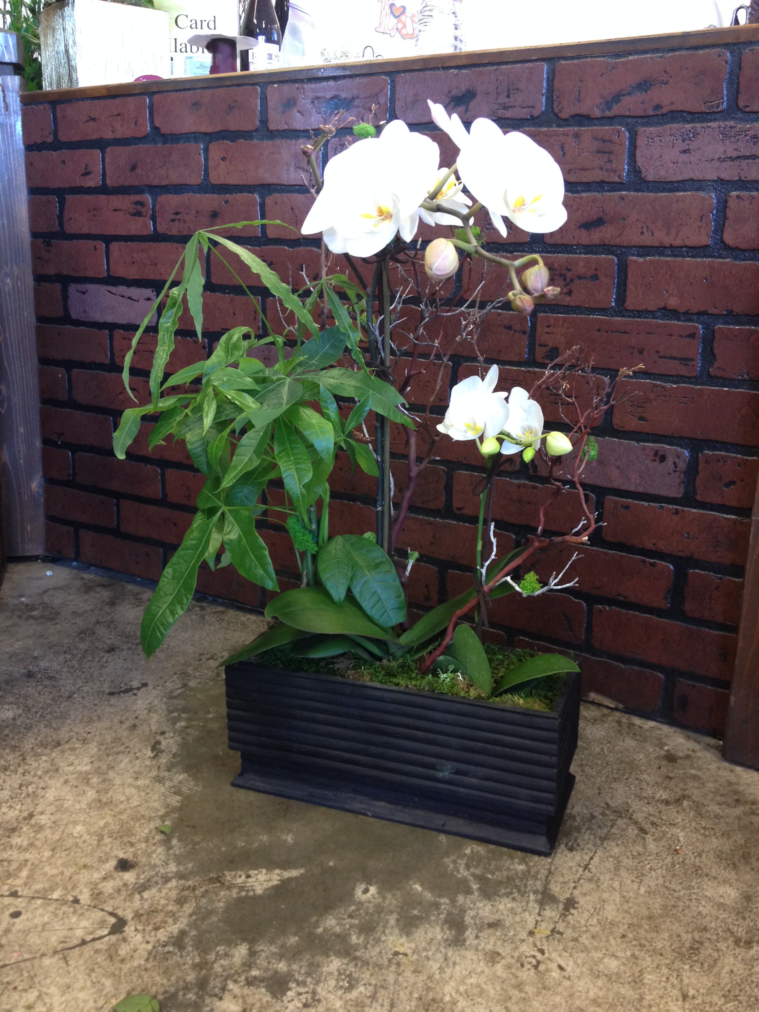 White orchids in a black rectangular planter with green foliage
