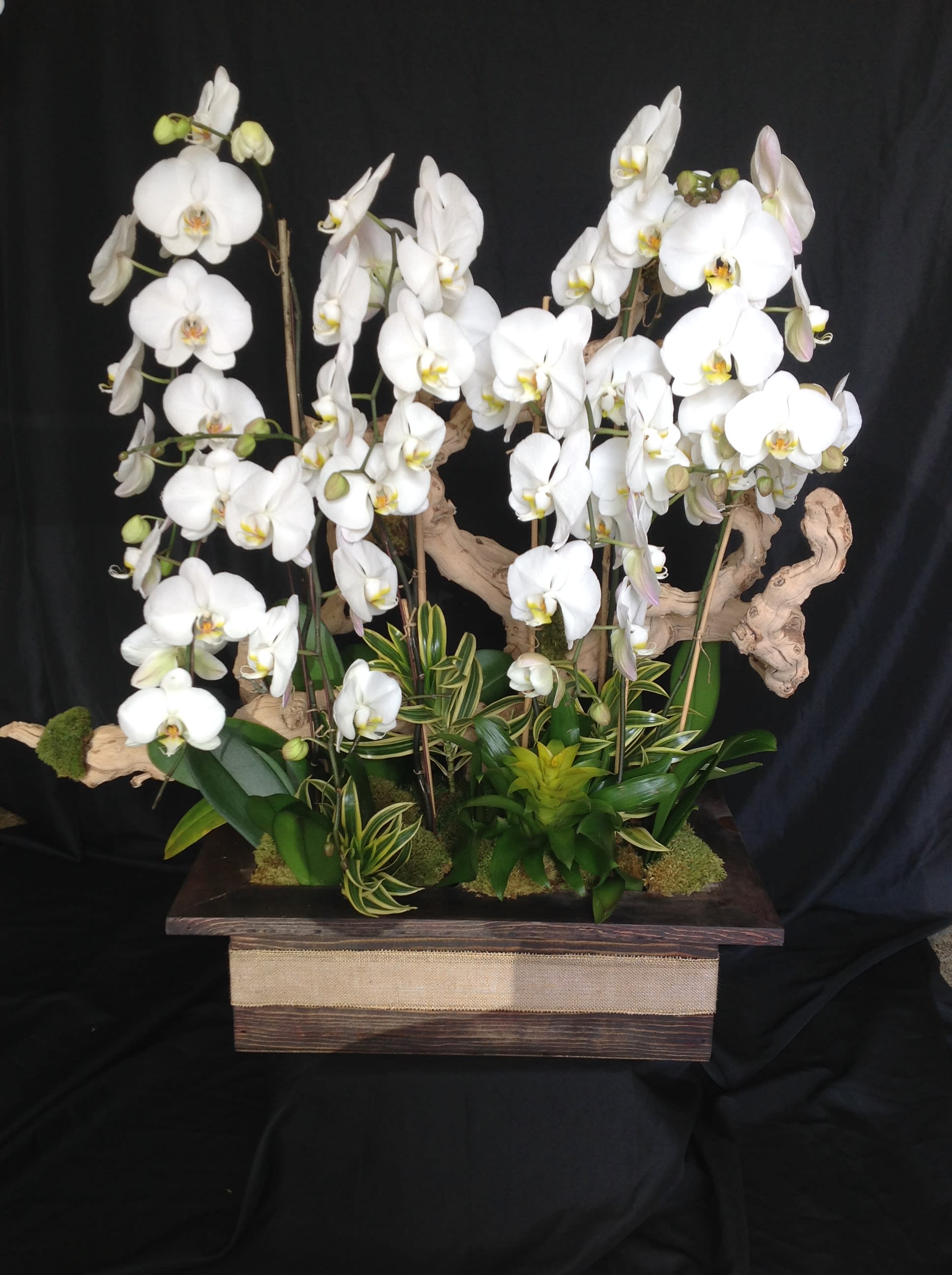 White orchid arrangement in a wooden box with driftwood accents