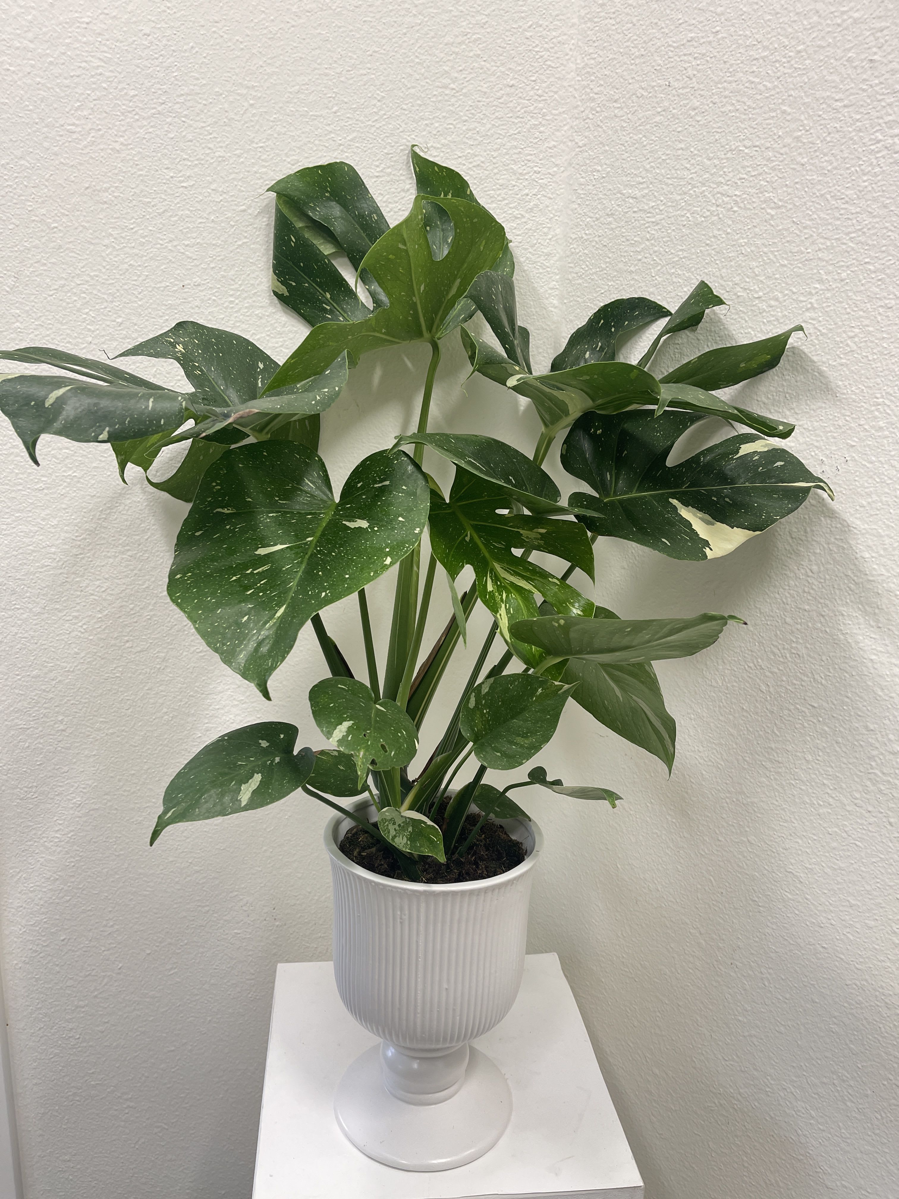 Potted variegated monstera plant in a white pedestal planter