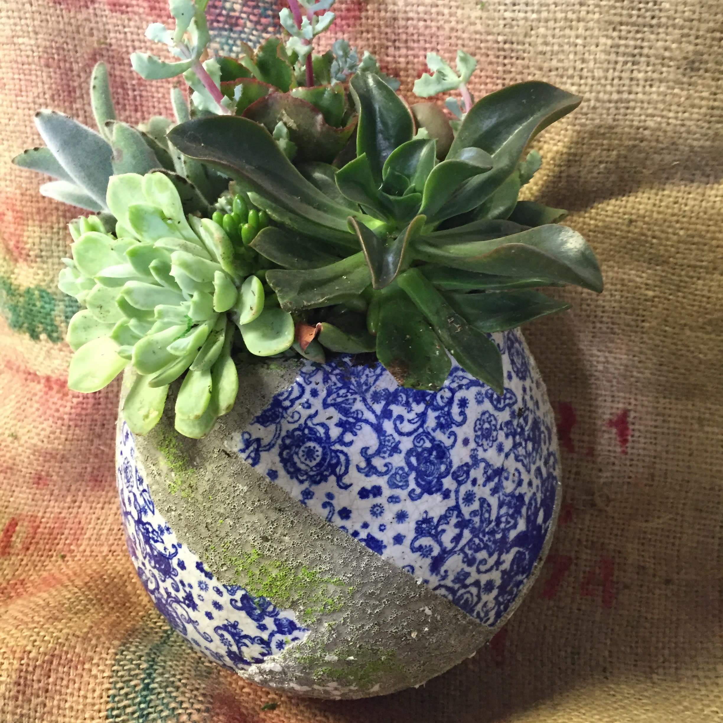 Succulent arrangement in a patterned ceramic pot