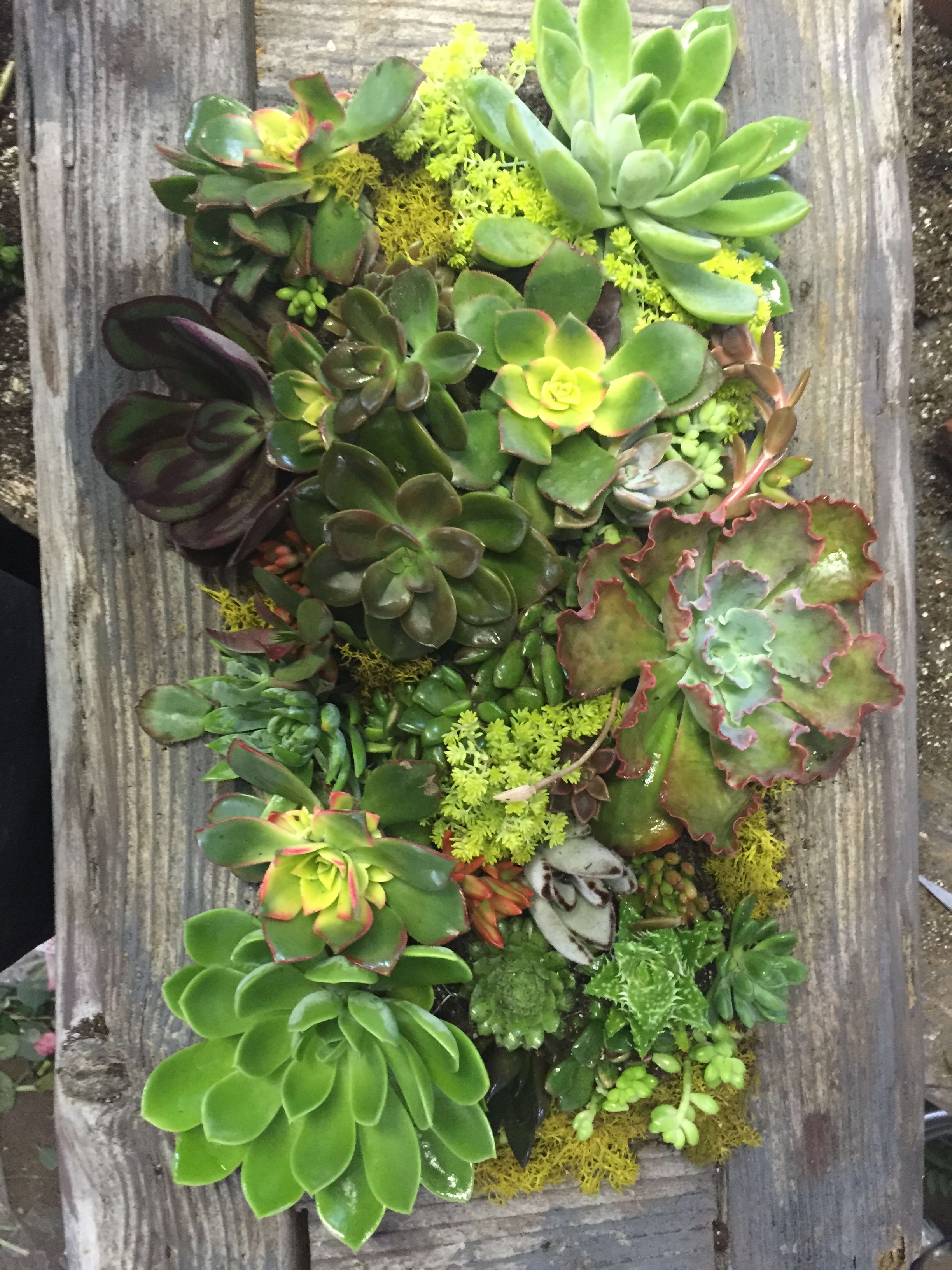 Assorted succulents arranged in a vertical wall planter